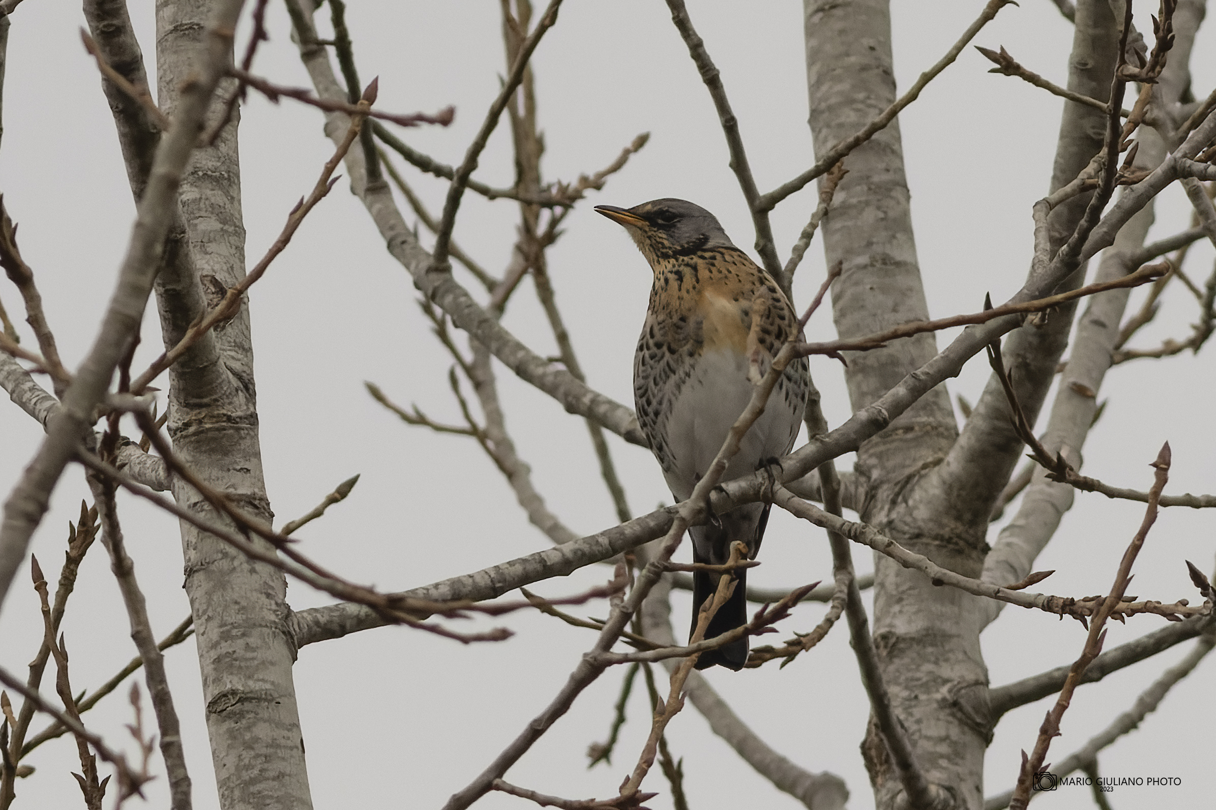 Fieldfare