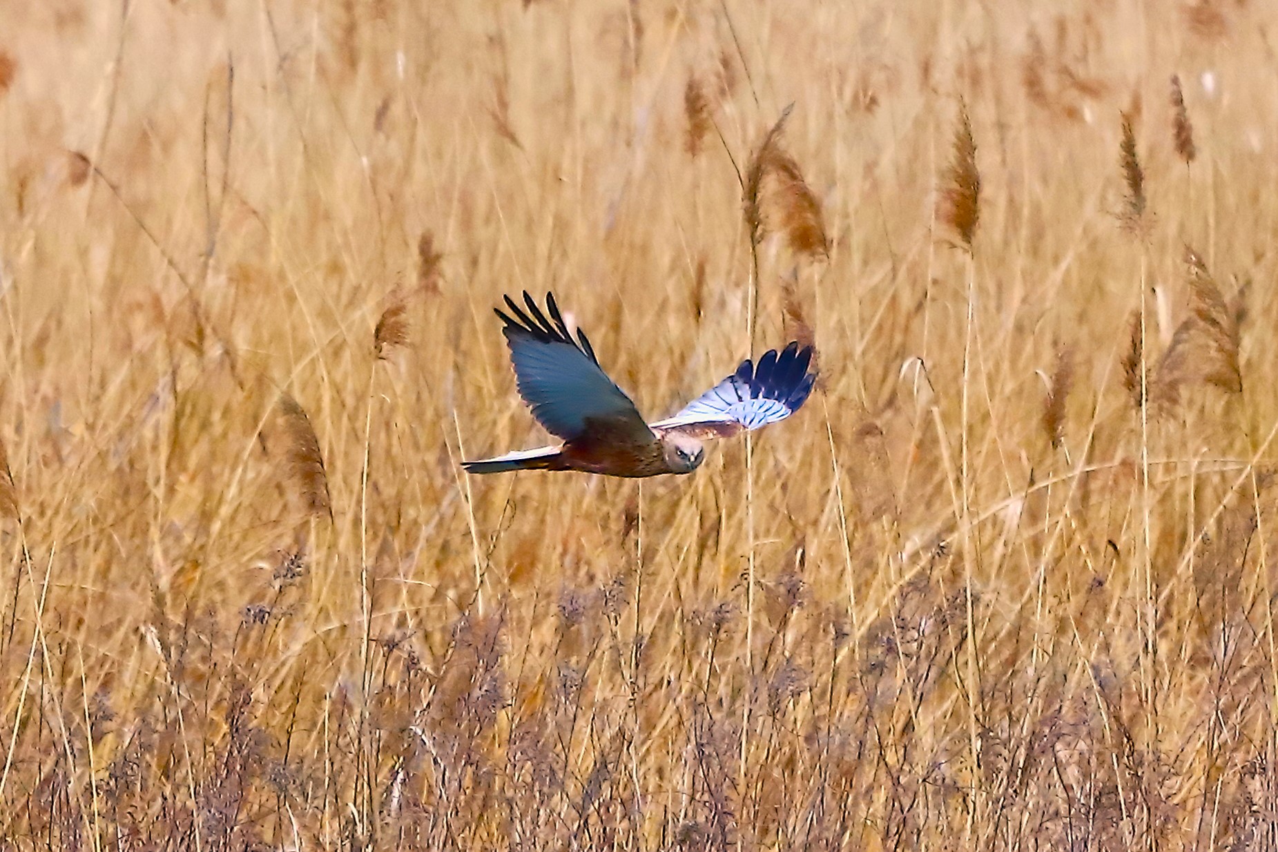 Marsh Harrier April 04, 2022