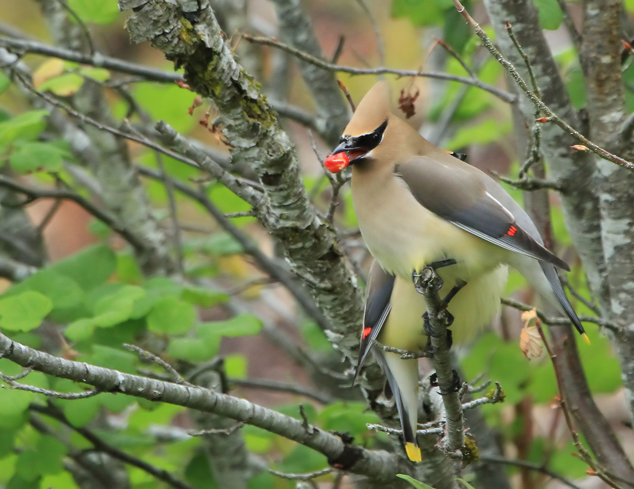 Feasting with a Friend