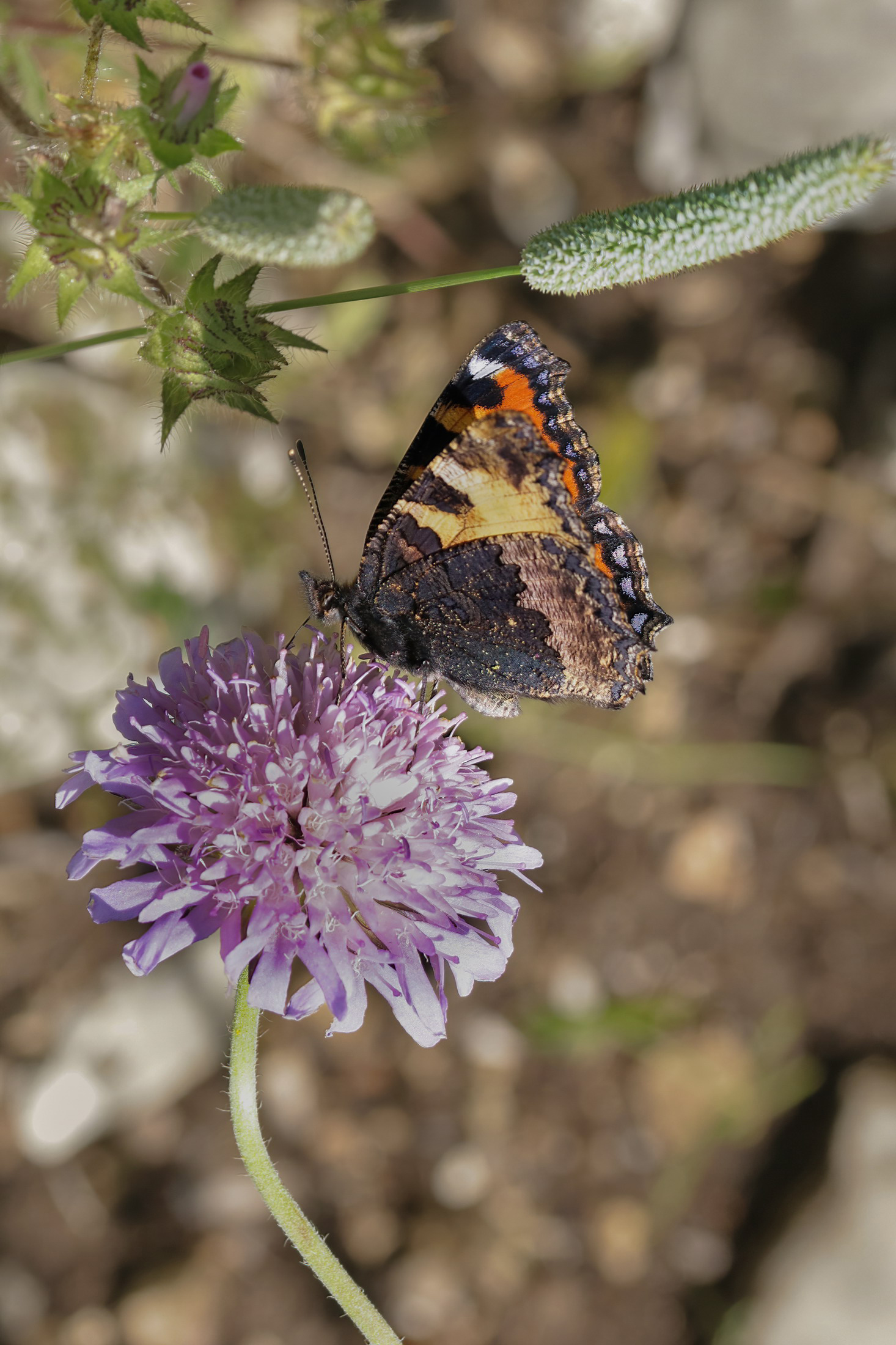 Aglais urticae