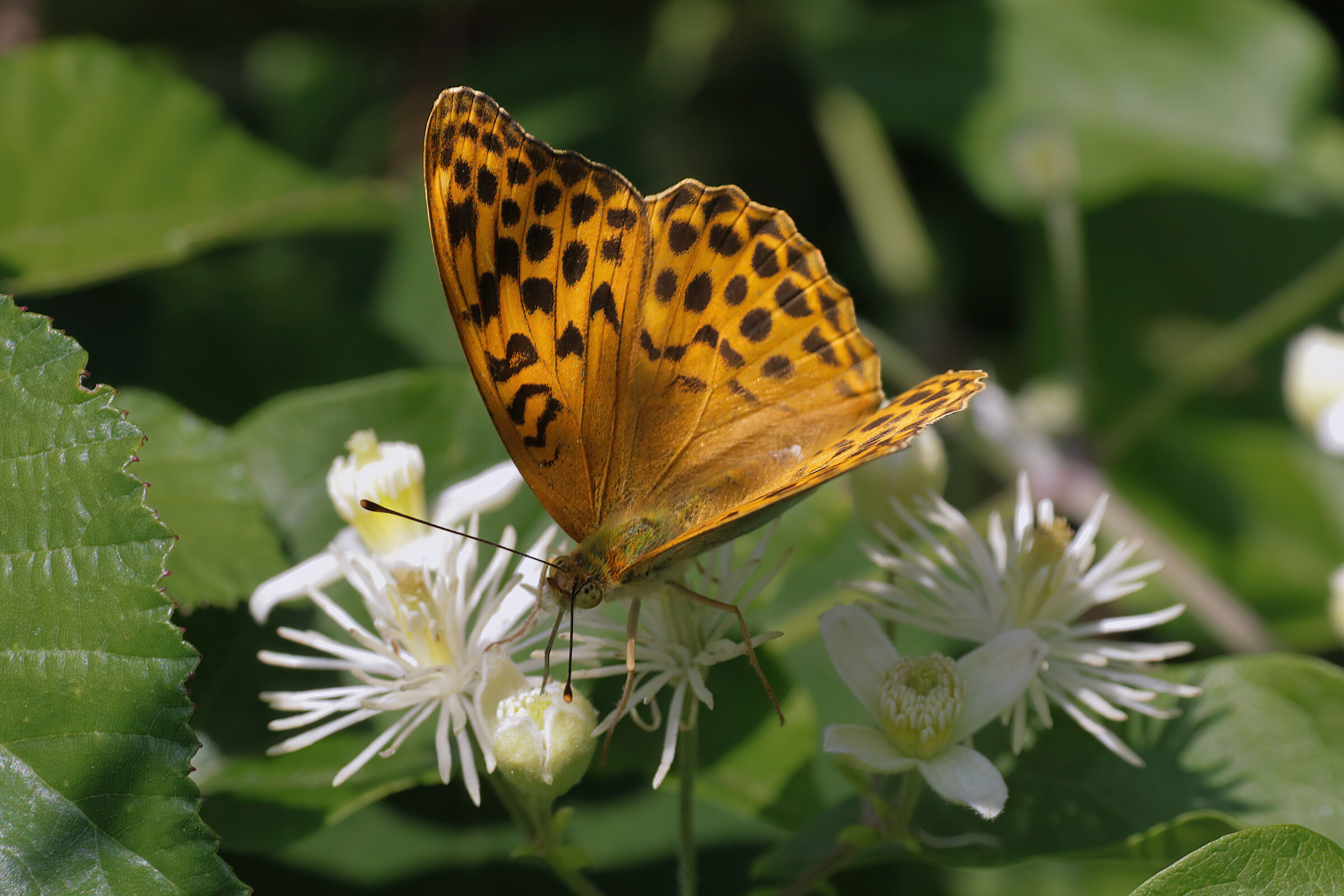 Argynnis paphia