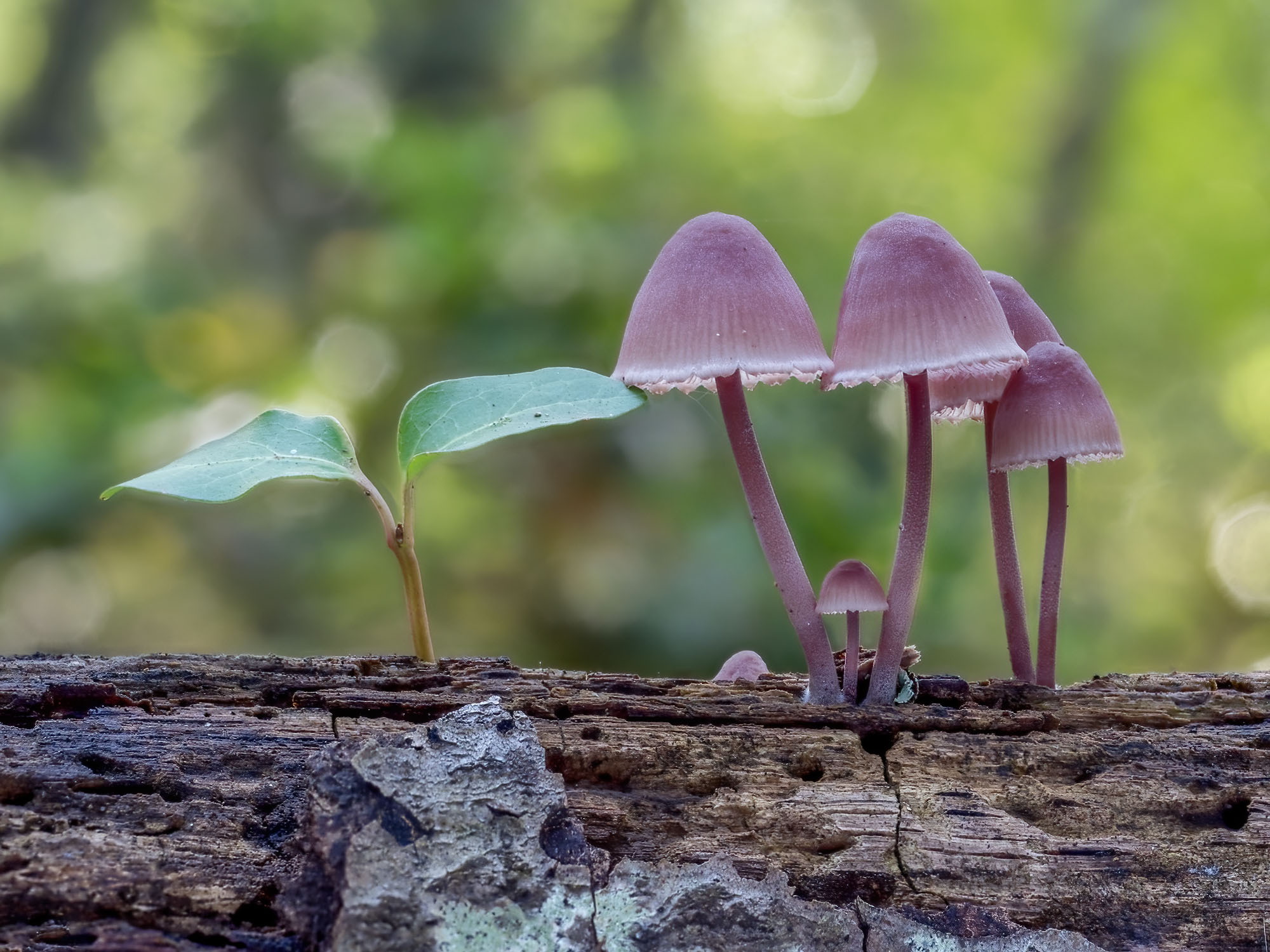 Mycena haematopus