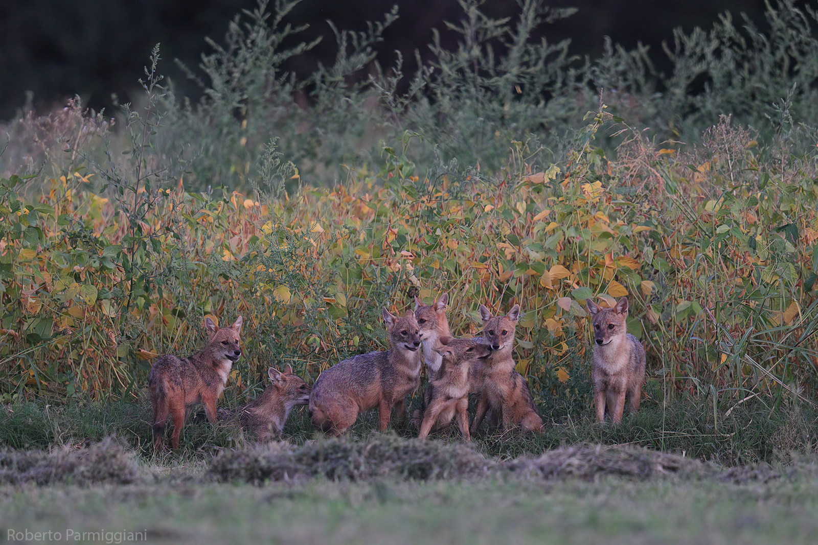 Interazioni familiari