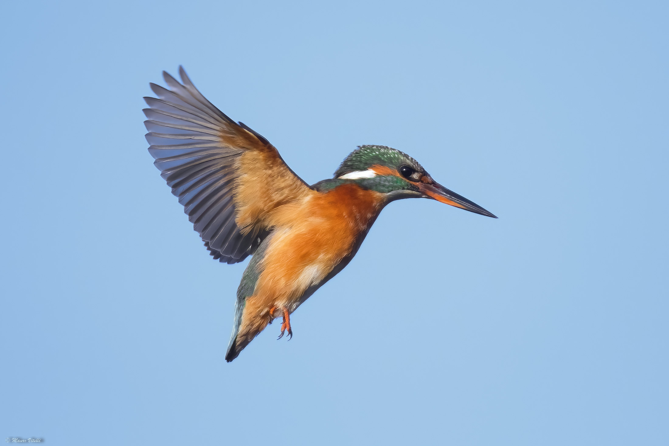 Kingfisher (Alcedo atthis)