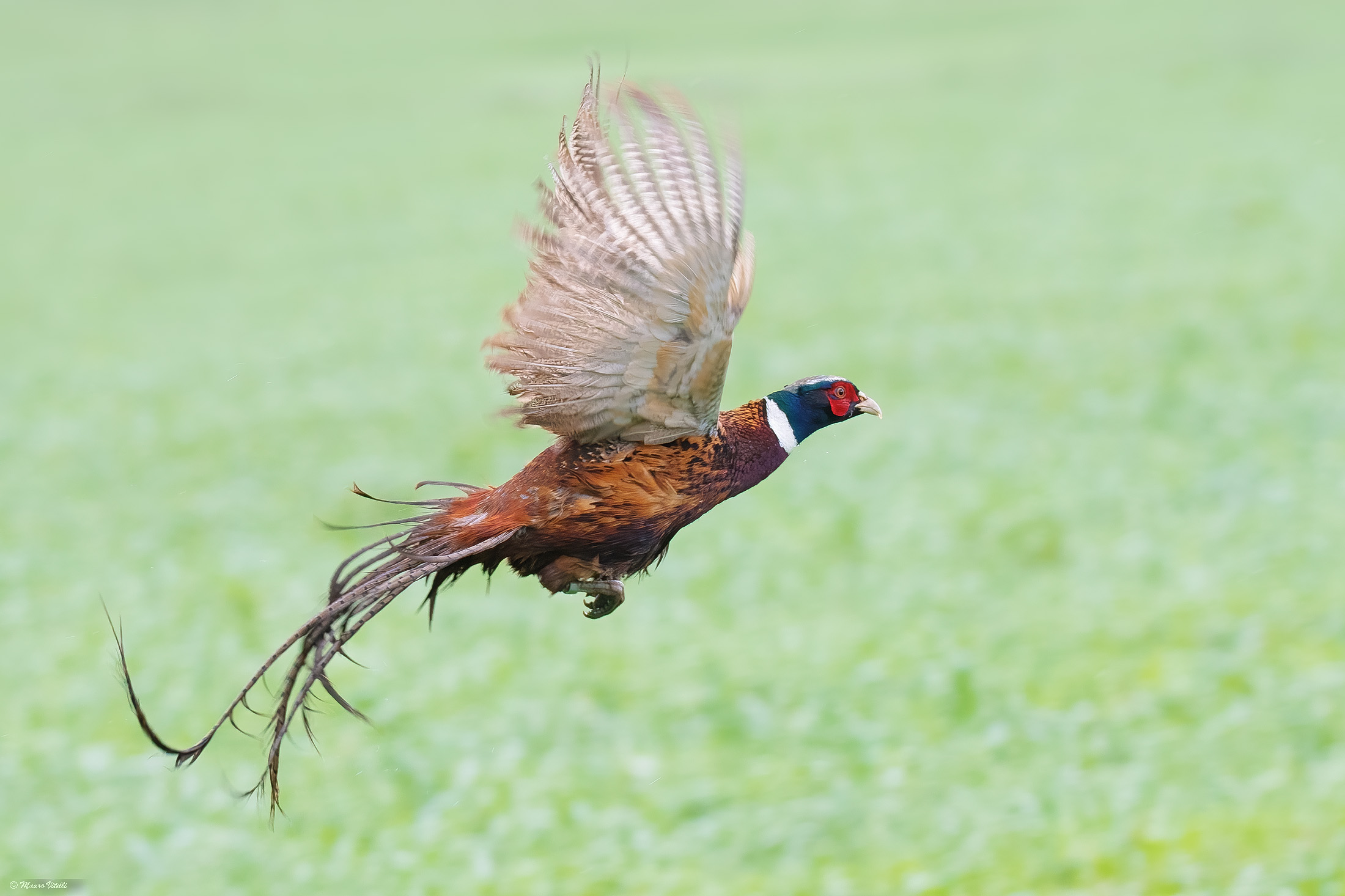 Male pheasant