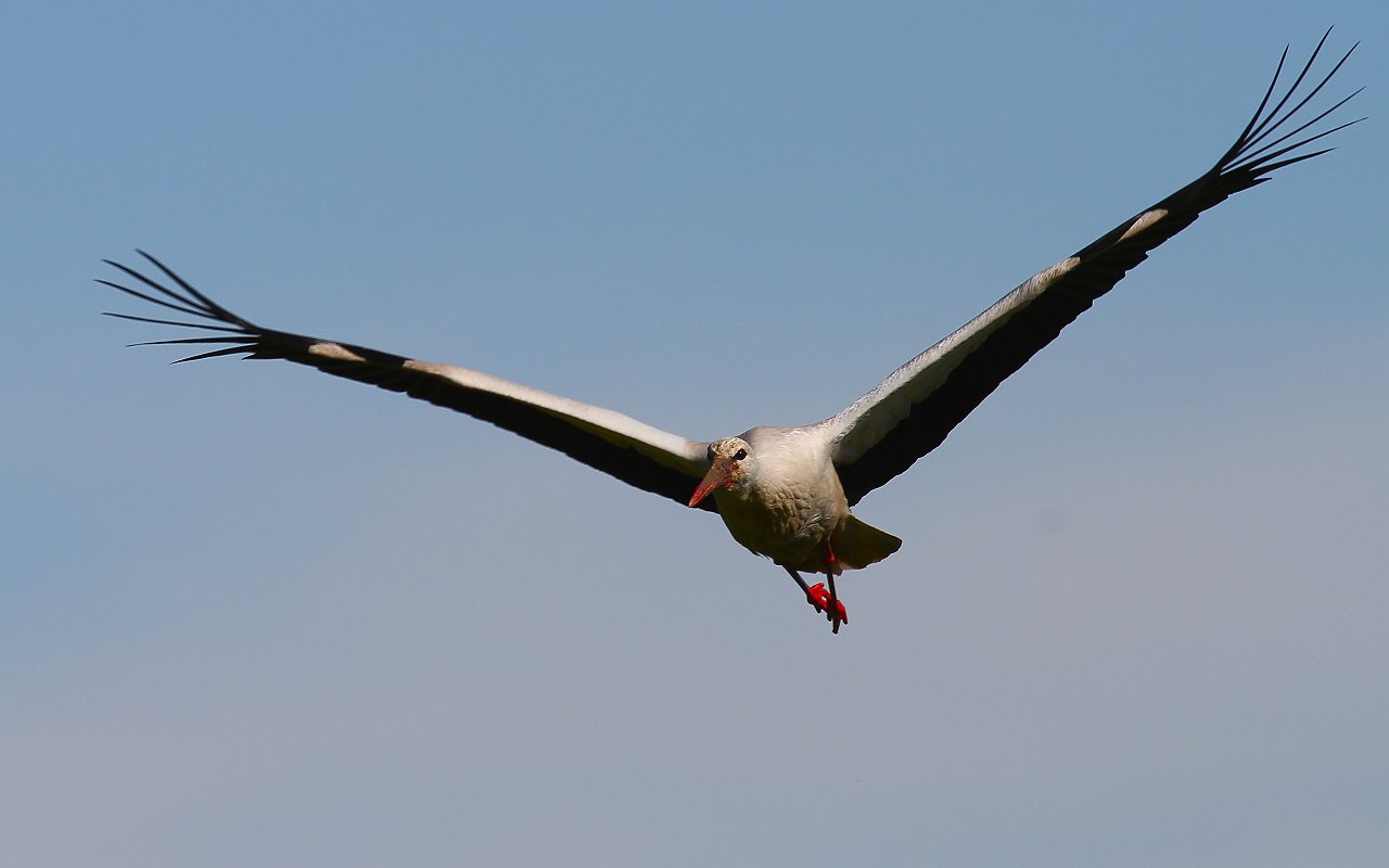 Check the pumpkin to catch you!
