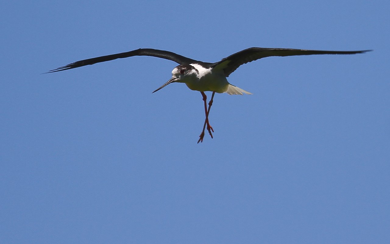 Better not go down: there's a photographer!