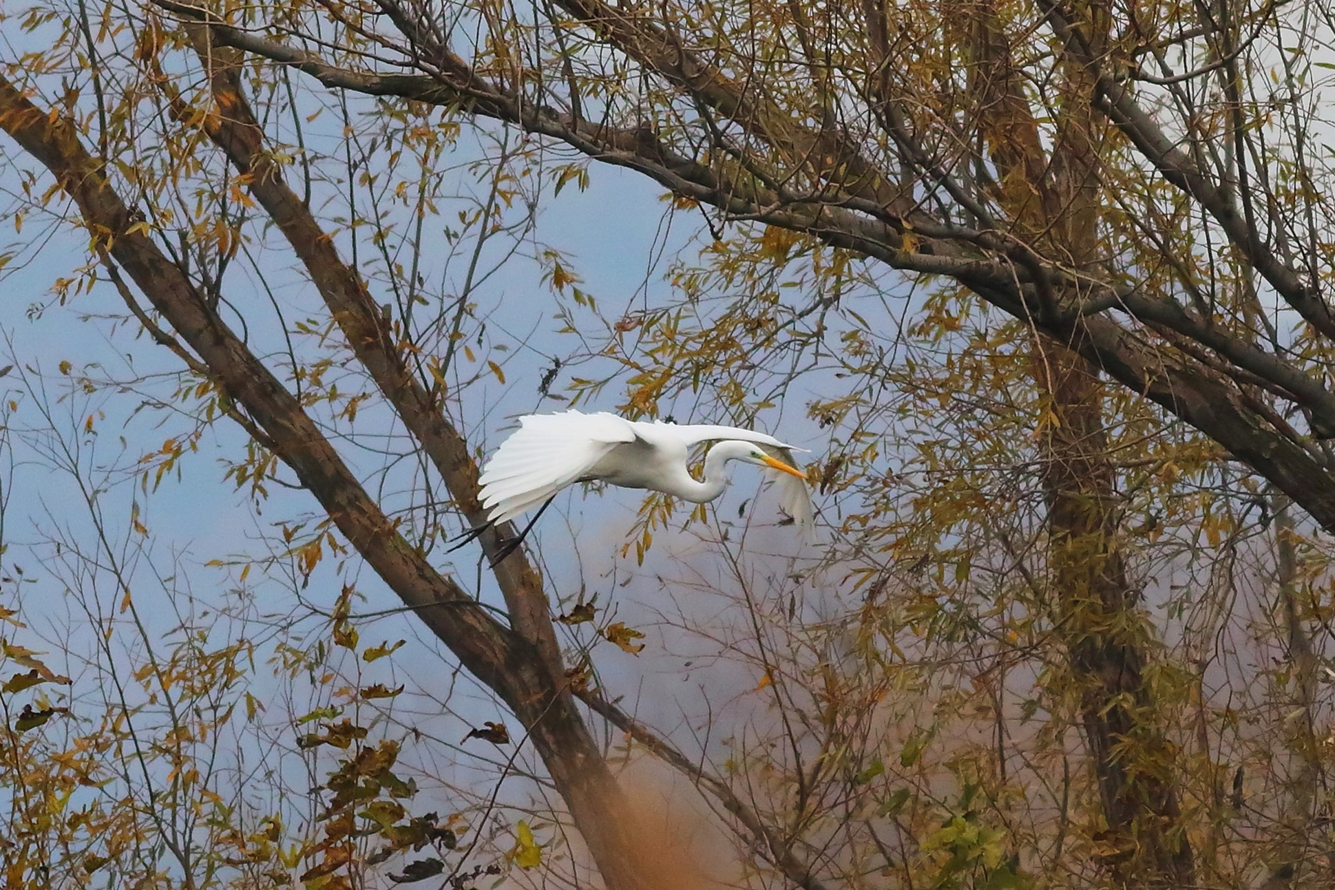 Heron BM December 2023