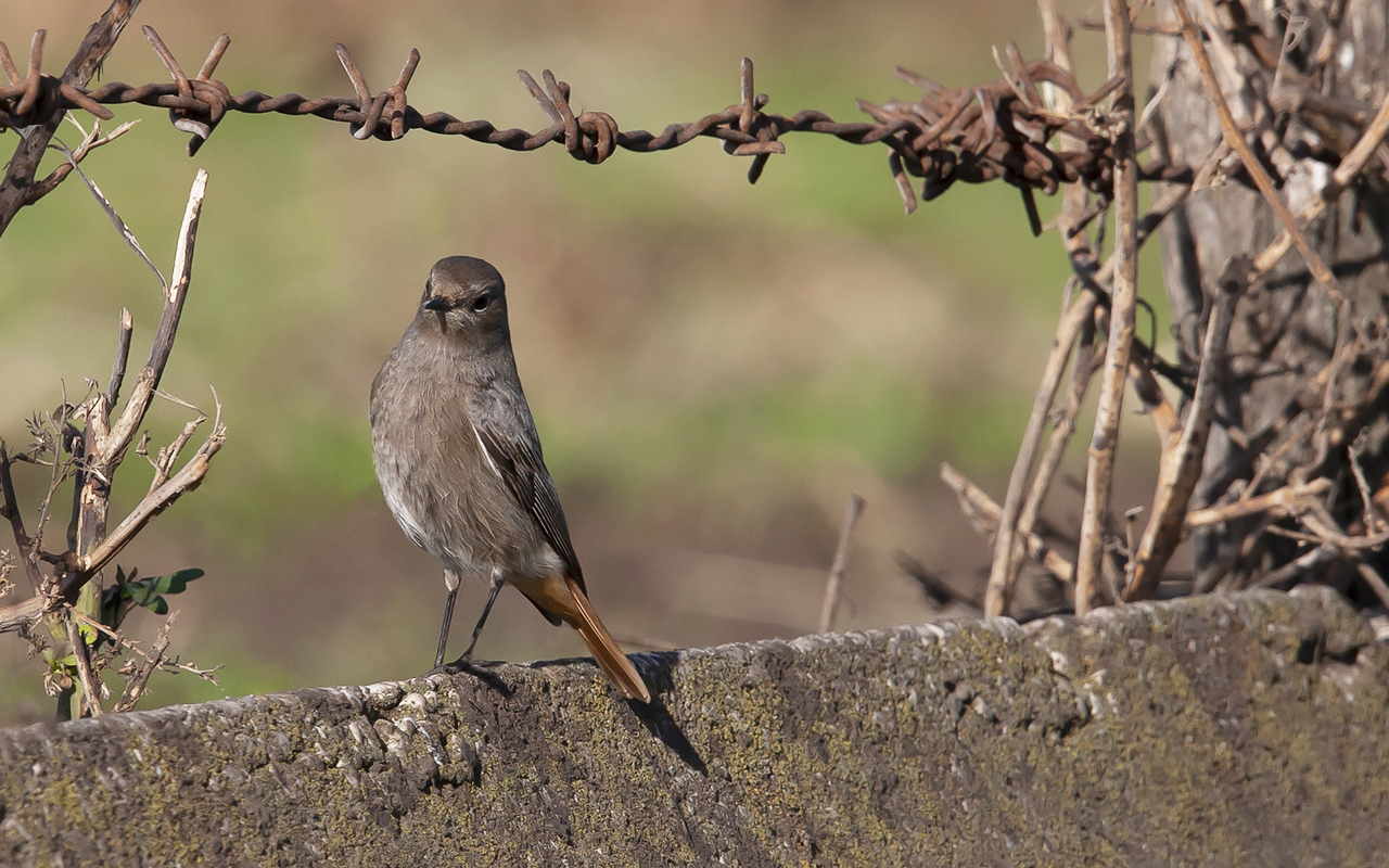 Black redstart