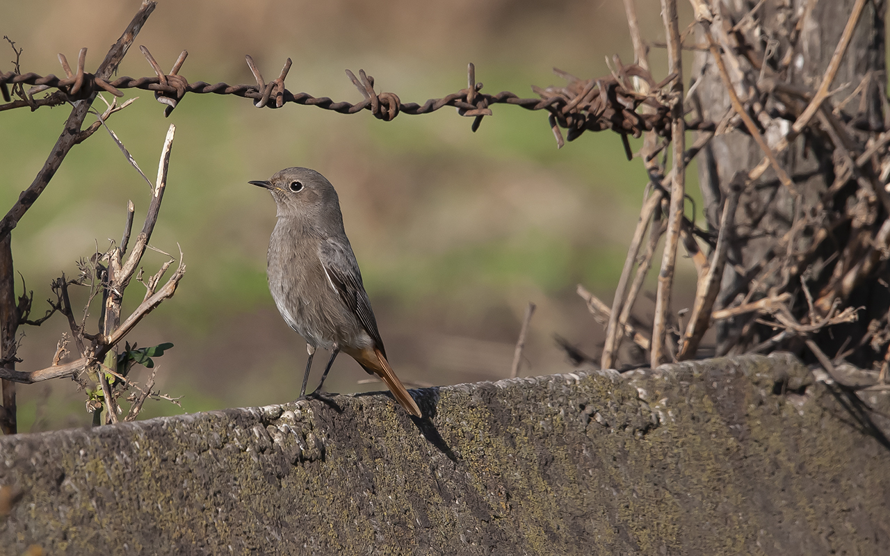 Redstart Spazzacamino_2