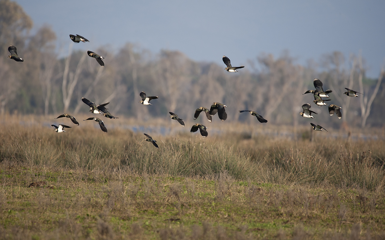 Lapwings