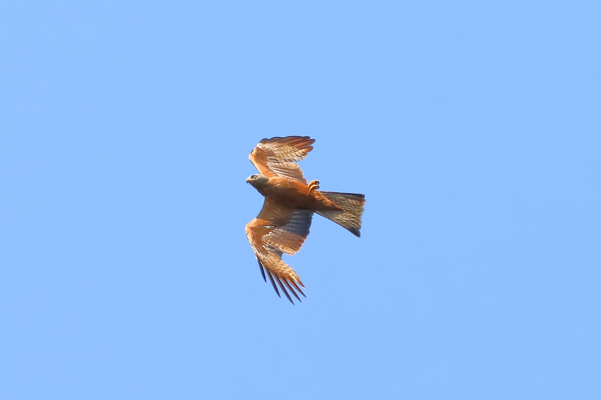 Black Kite 13-07-2023