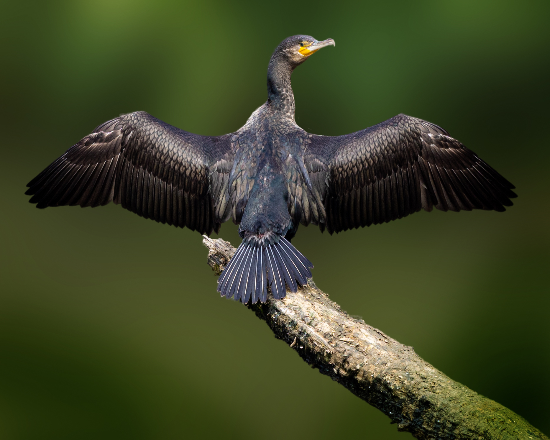 Cormorant