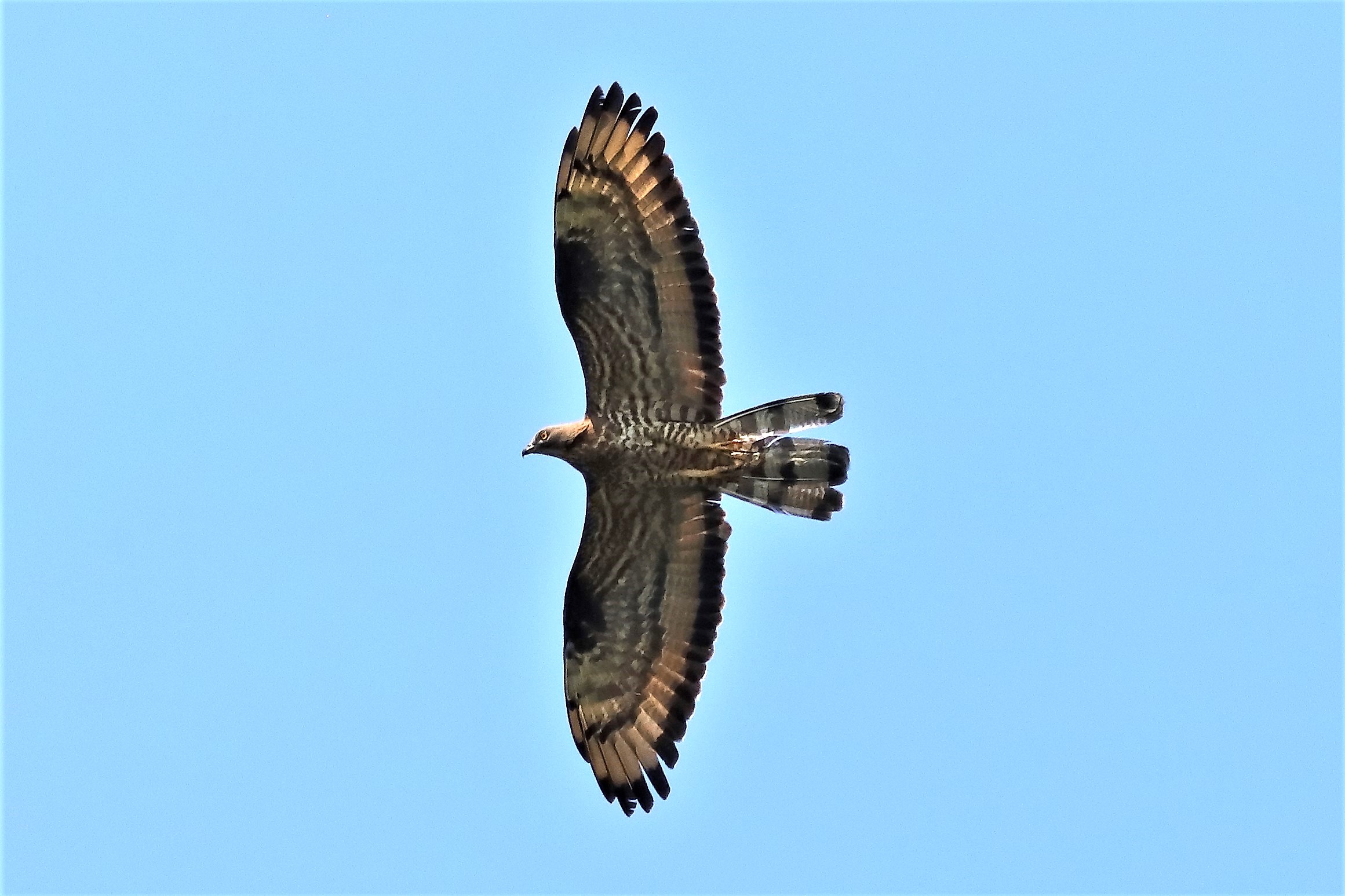 Honey buzzard 11-07-2023