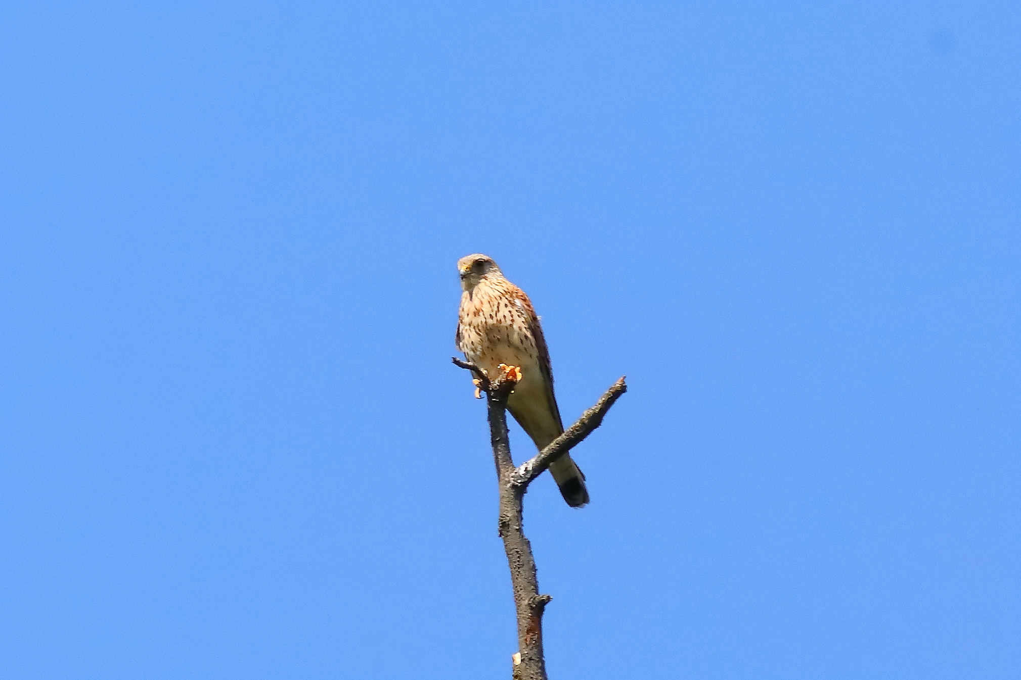 Kestrel 13-07-2023