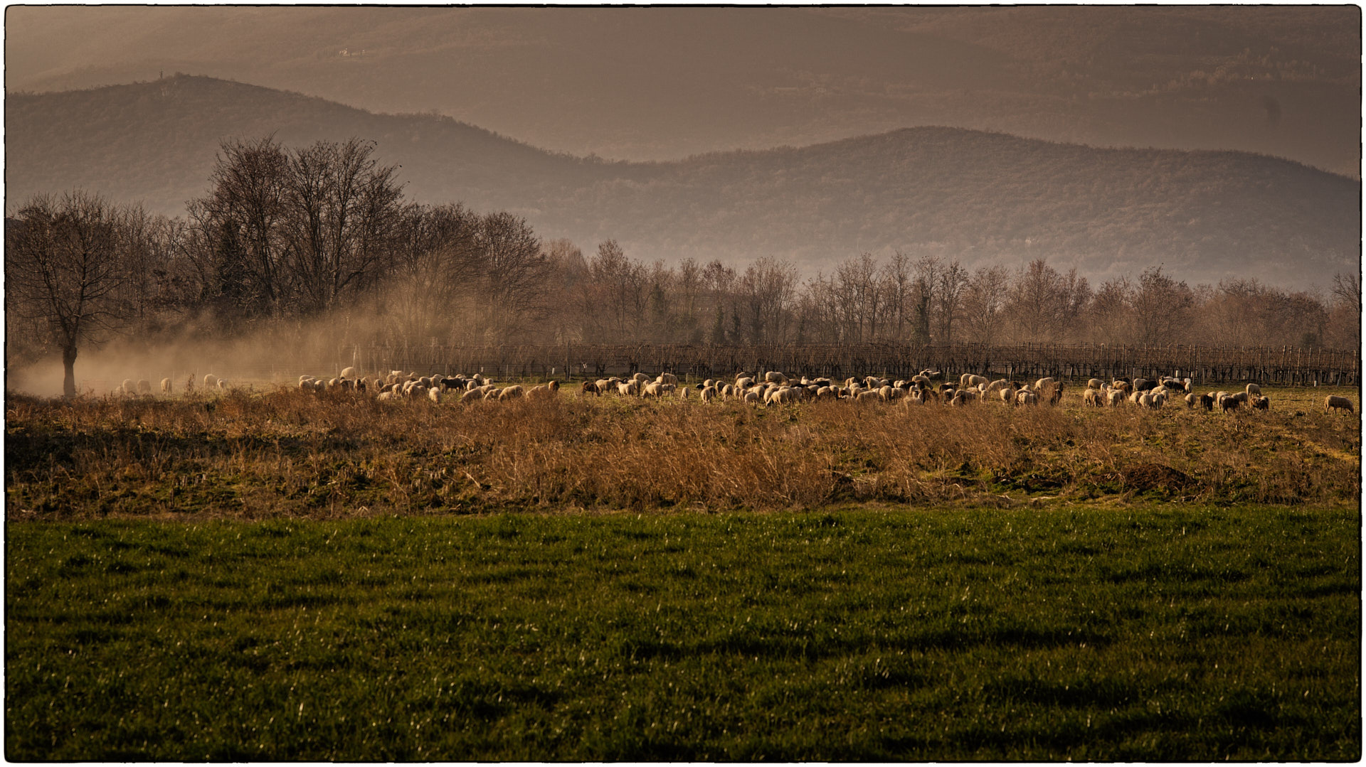 Latest Light on the Flock