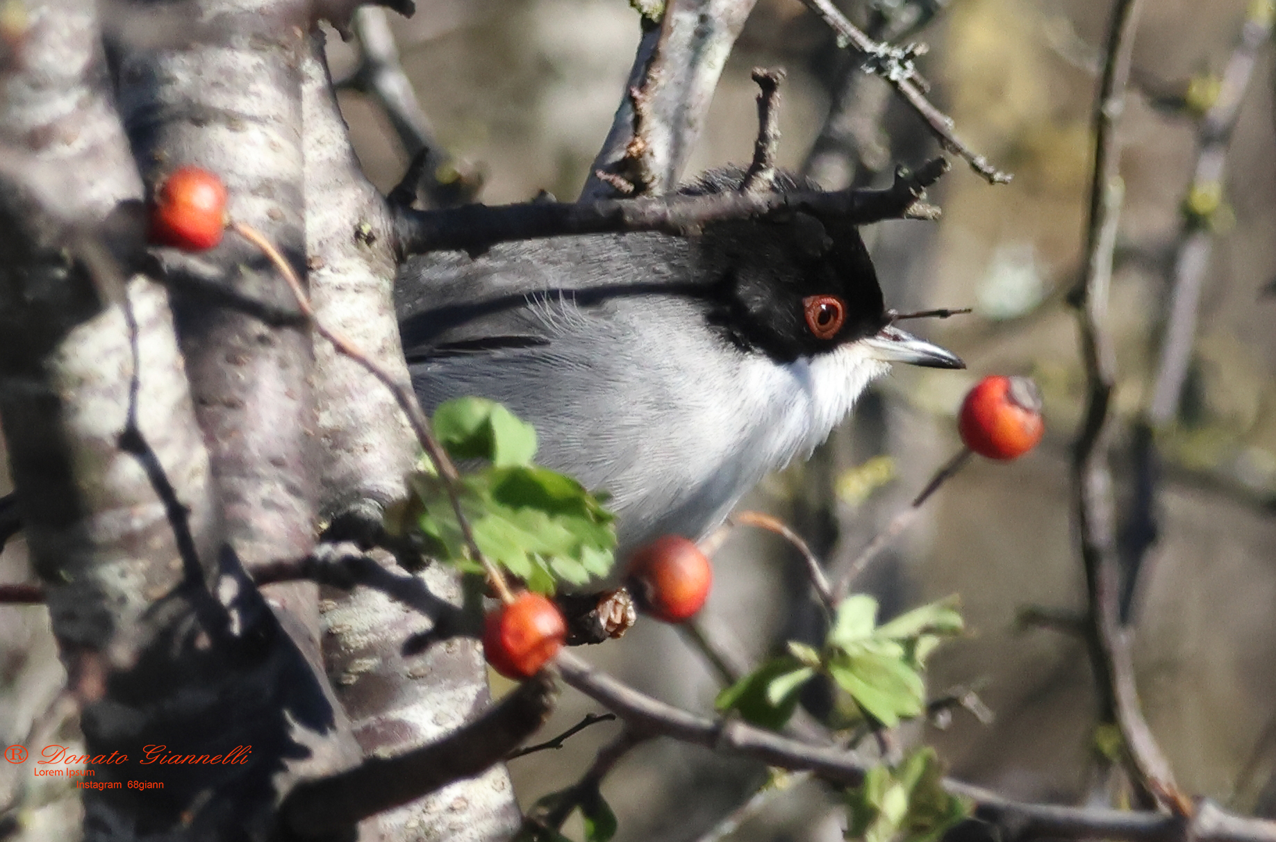 Sardinian warbler