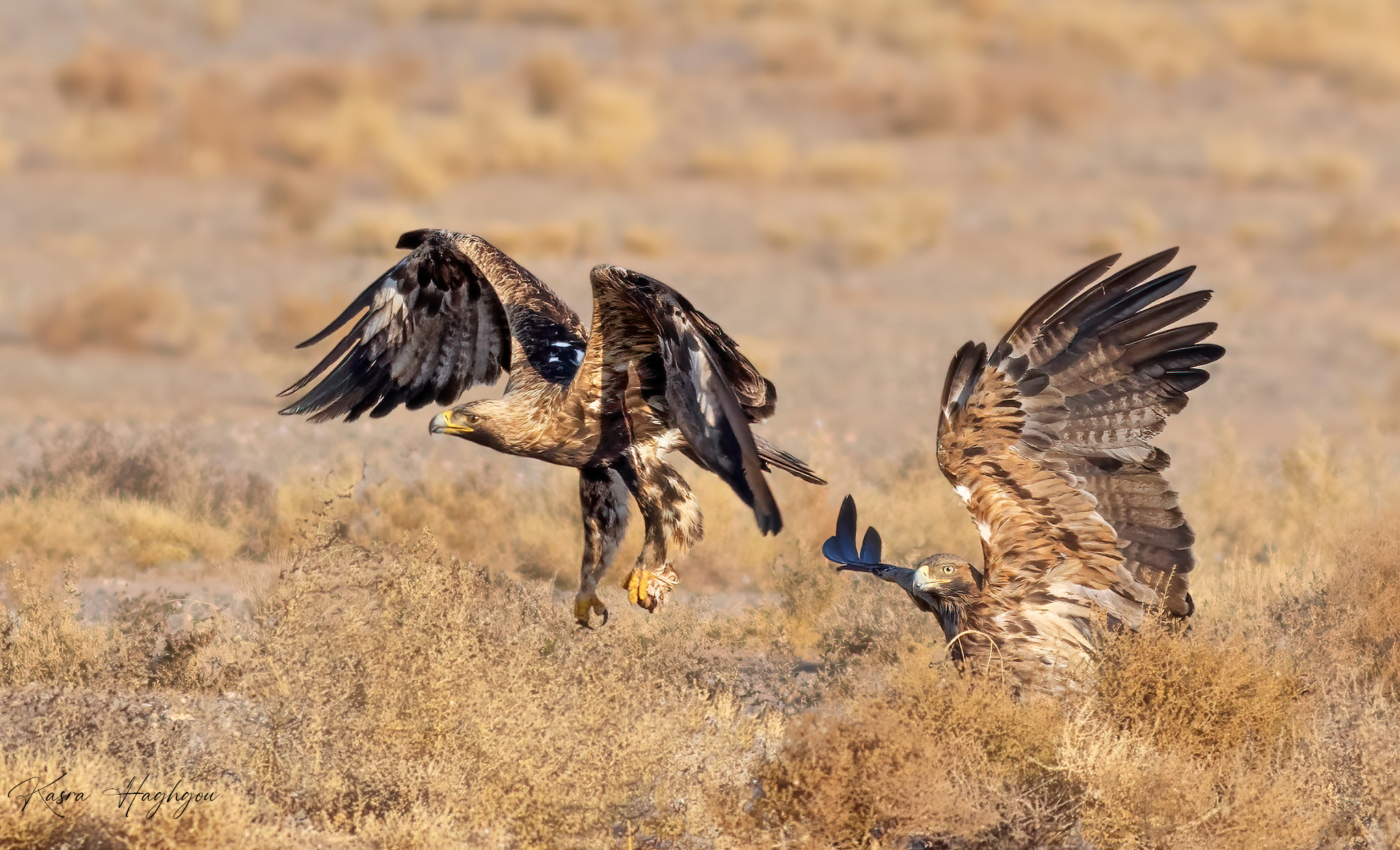 Aquila imperiale adulta e giovane aquila dalla coda bianca
