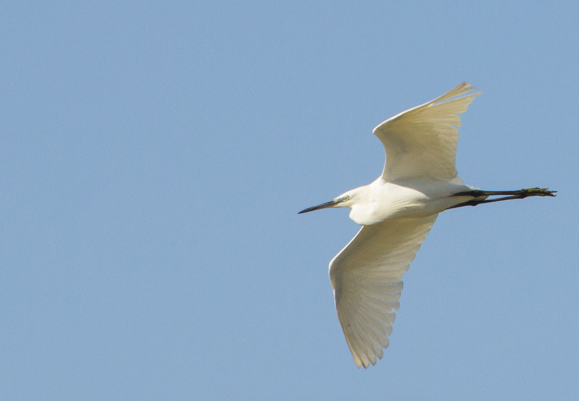 Garzetta (Egretta garzetta)