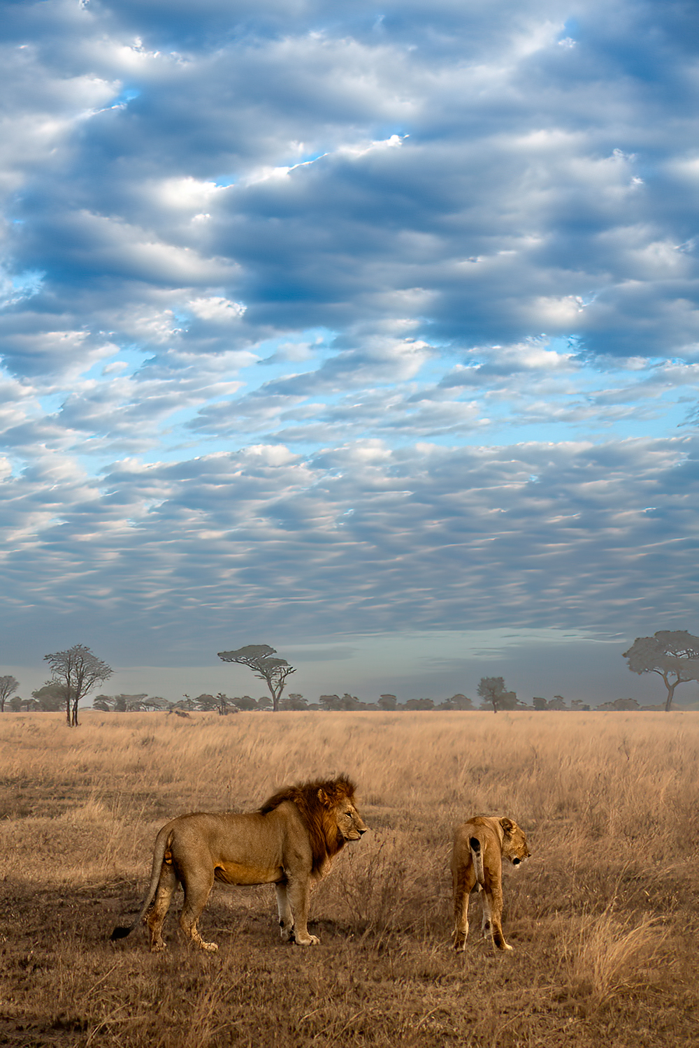 Sotto il Cielo Africano
