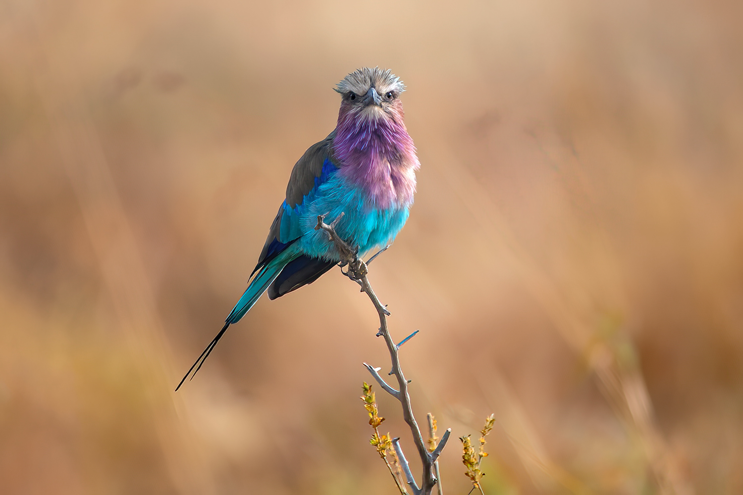 Ghiandaia petto lilla al Tarangire national park
