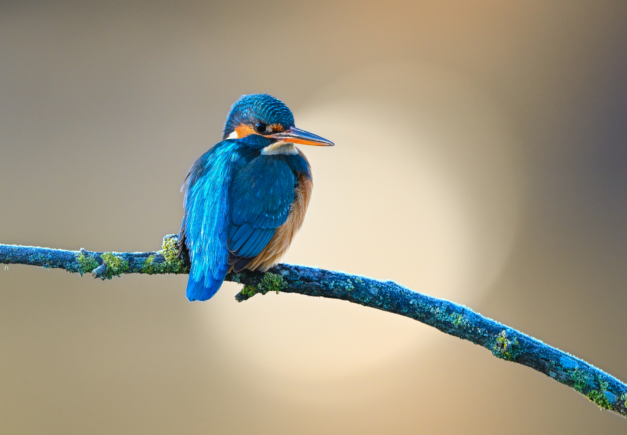 At the first light of a cold morning