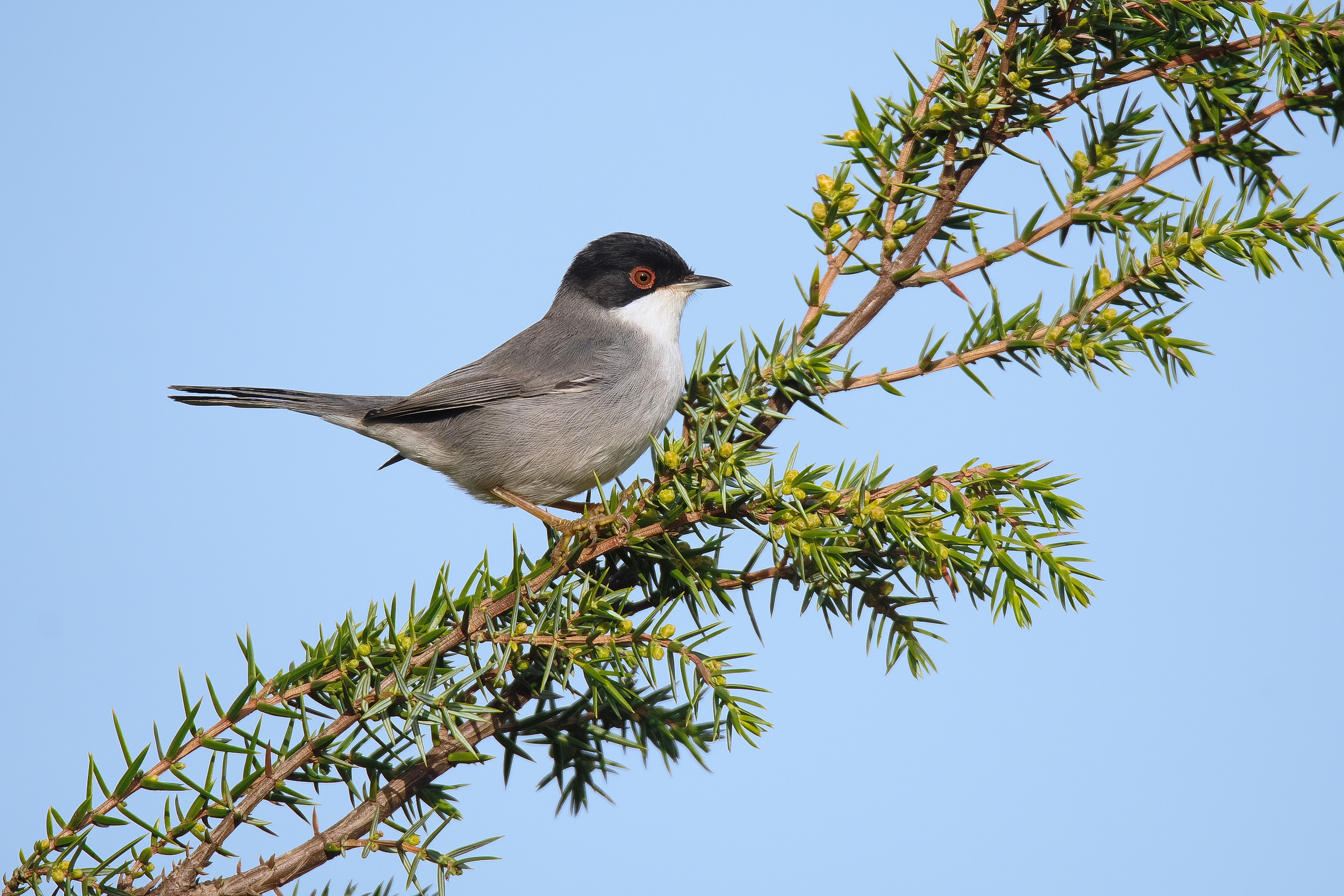 Warbler (Sylvia melanocephala)