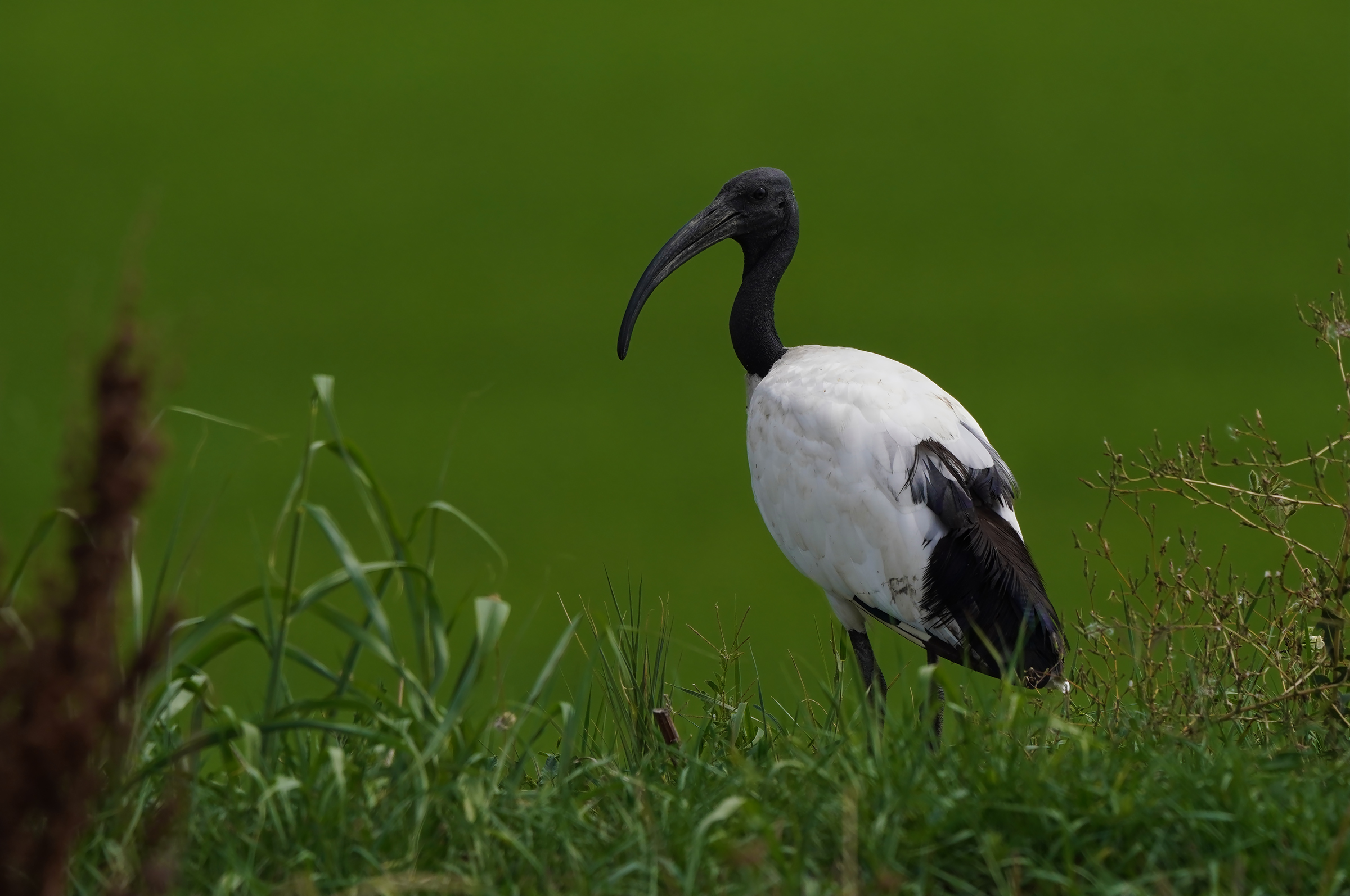 ibis