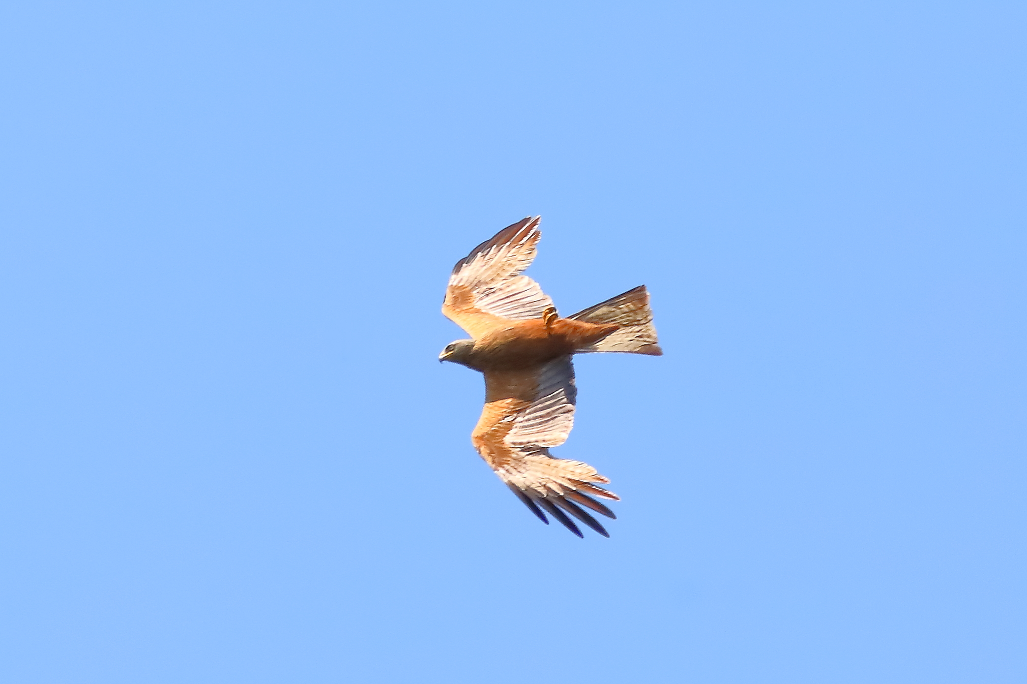 Black Kite 13-07-2023
