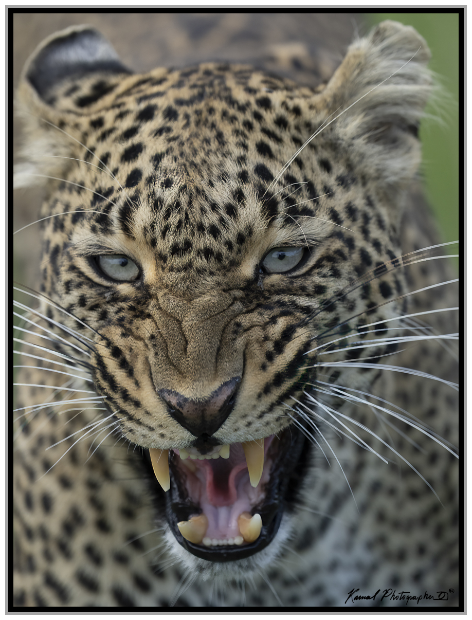 Leopardo(Panthera pardus)