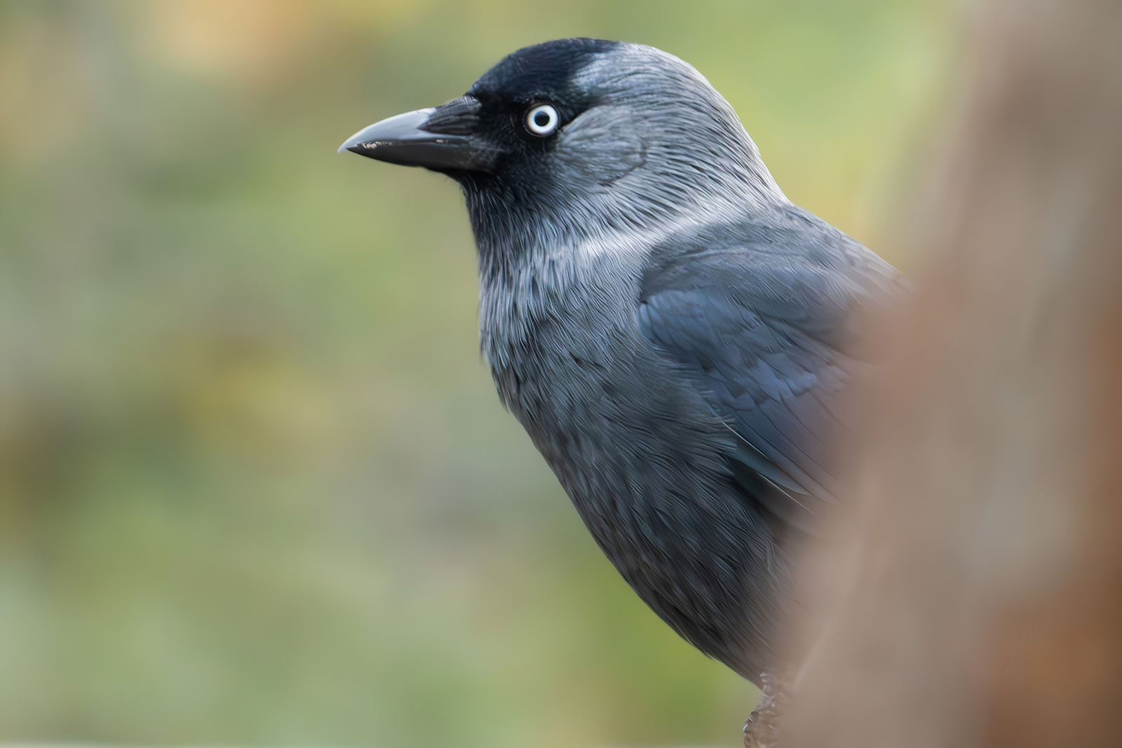 Jackdaw