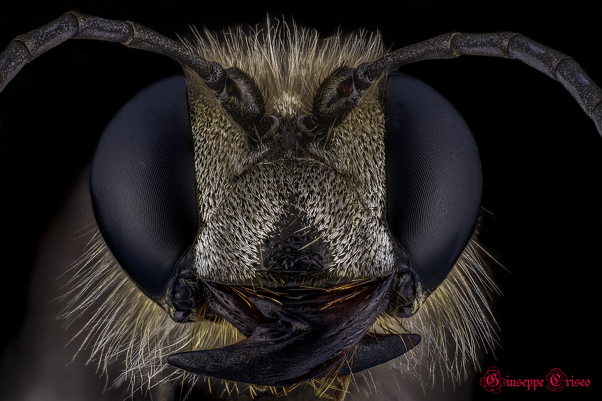 Sphex funerarius, Hymenoptera