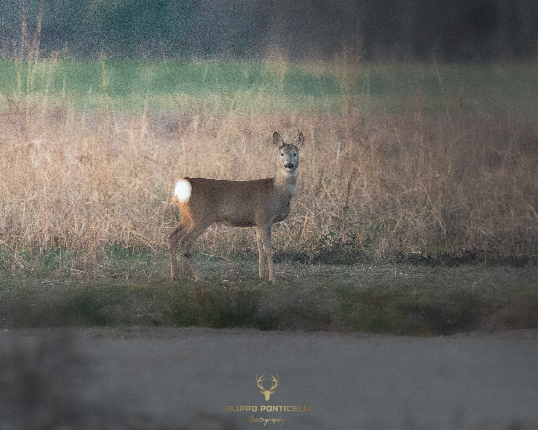 Capriolo al tramonto