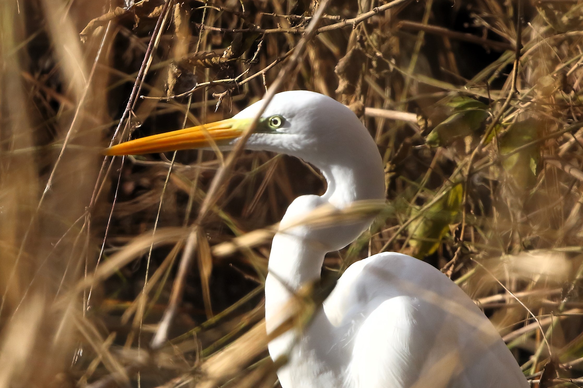 Heron BM December 2023