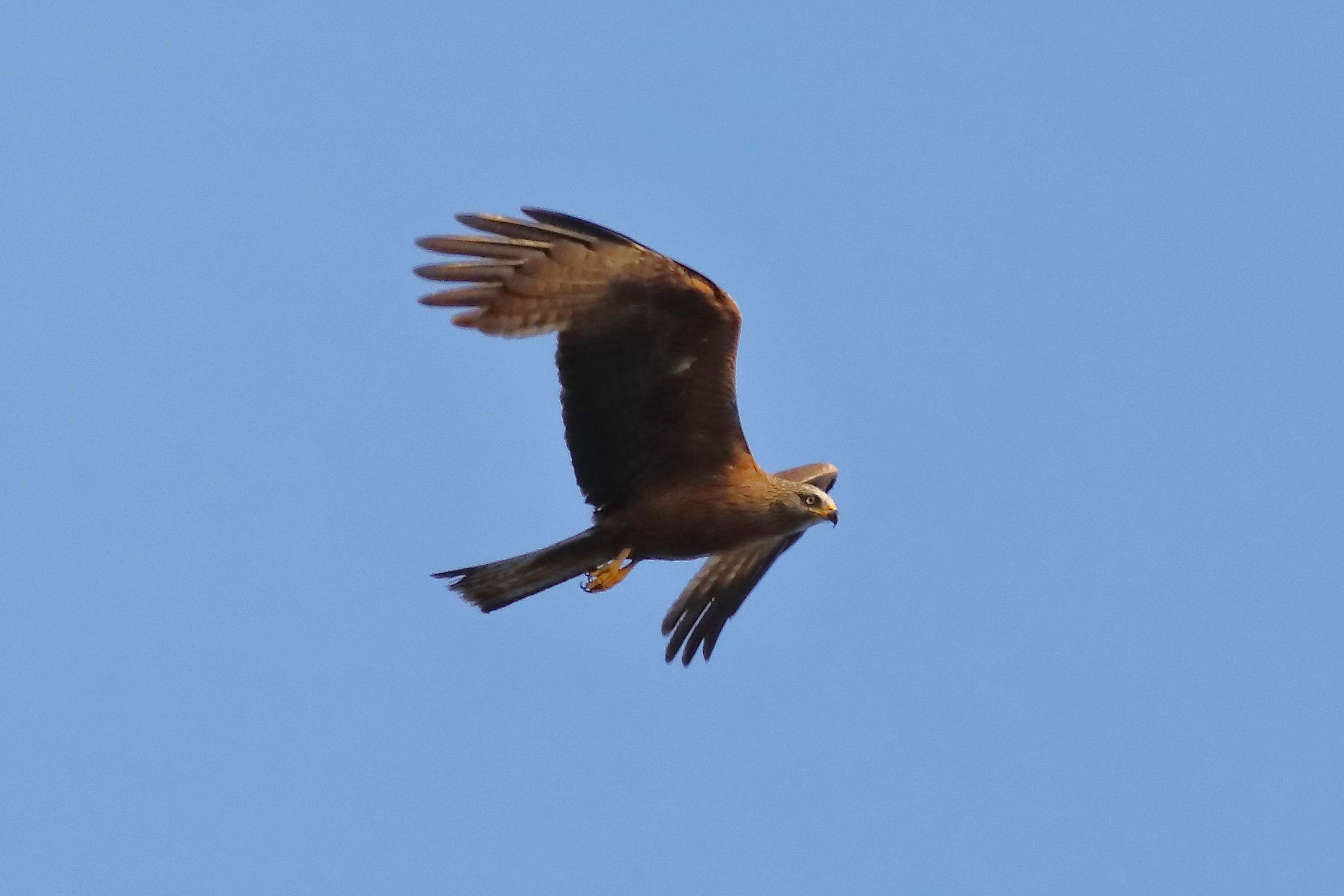Black Kite 15-07-2023
