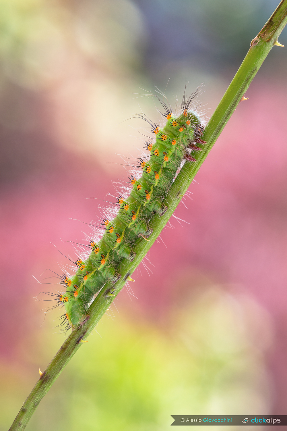Caterpillar of Saturnia pavoniella