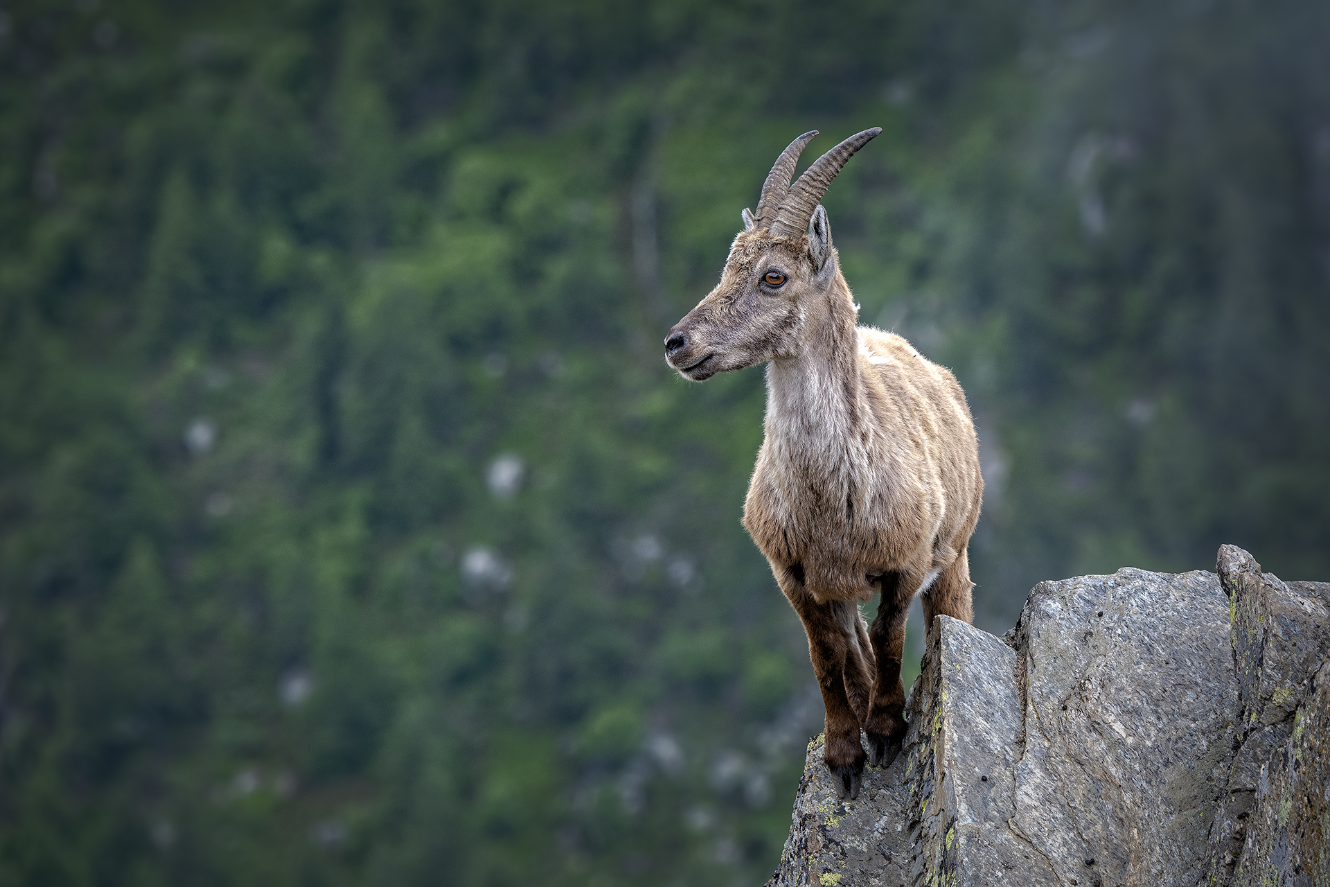Young ibex