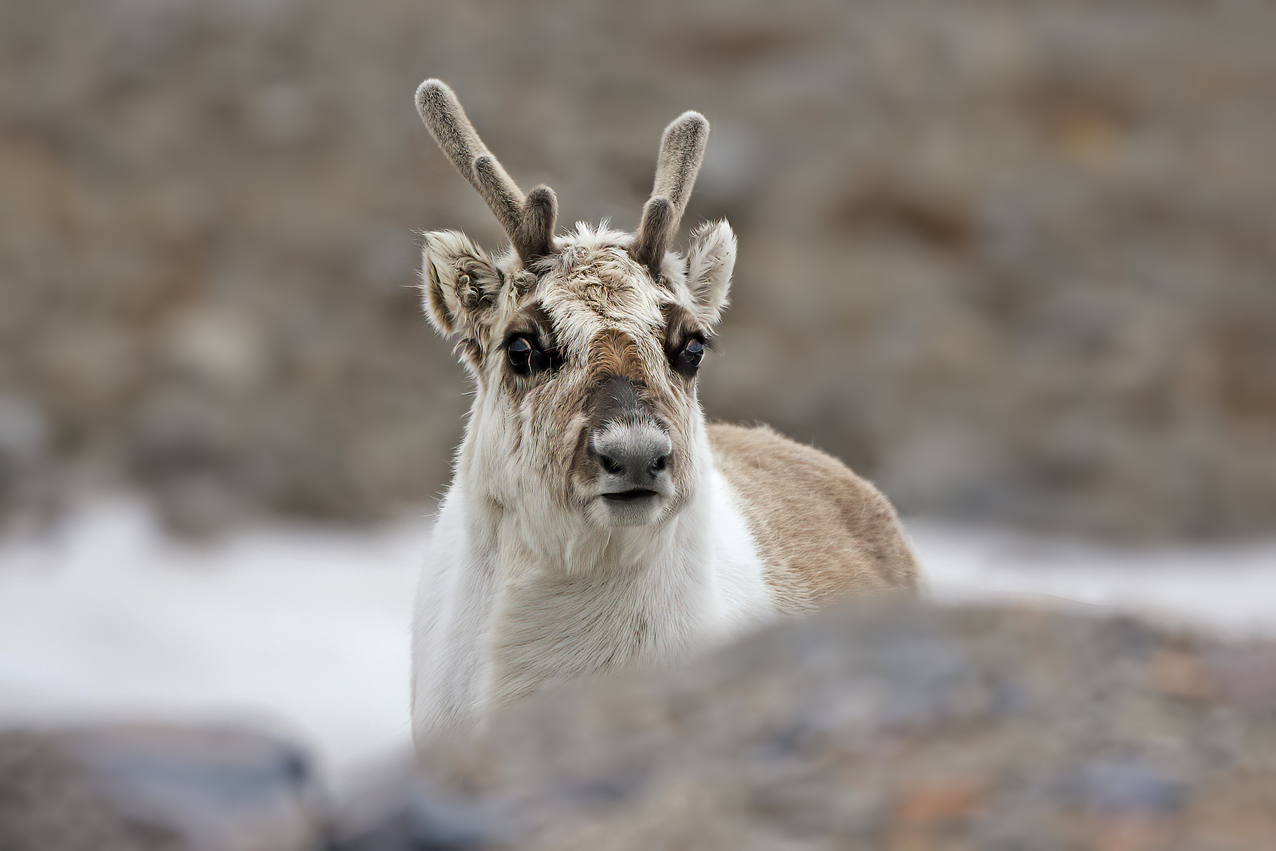 Reindeer of Svalbard