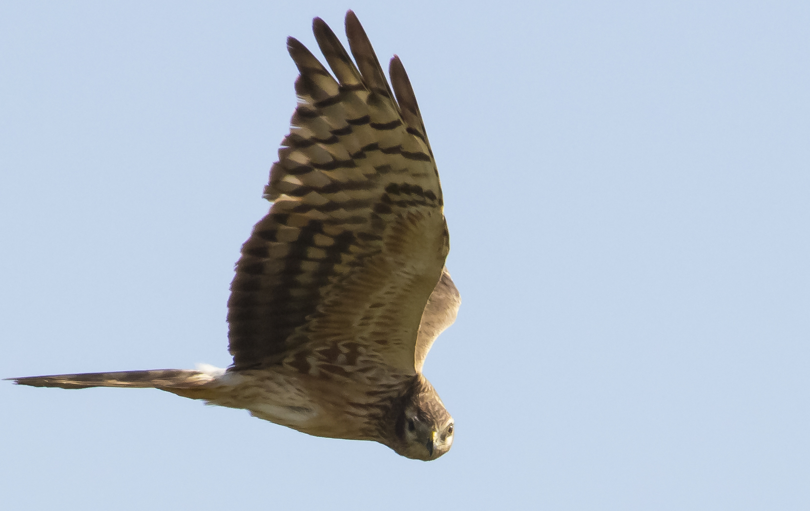 Albanella minore (Circus pygargus)