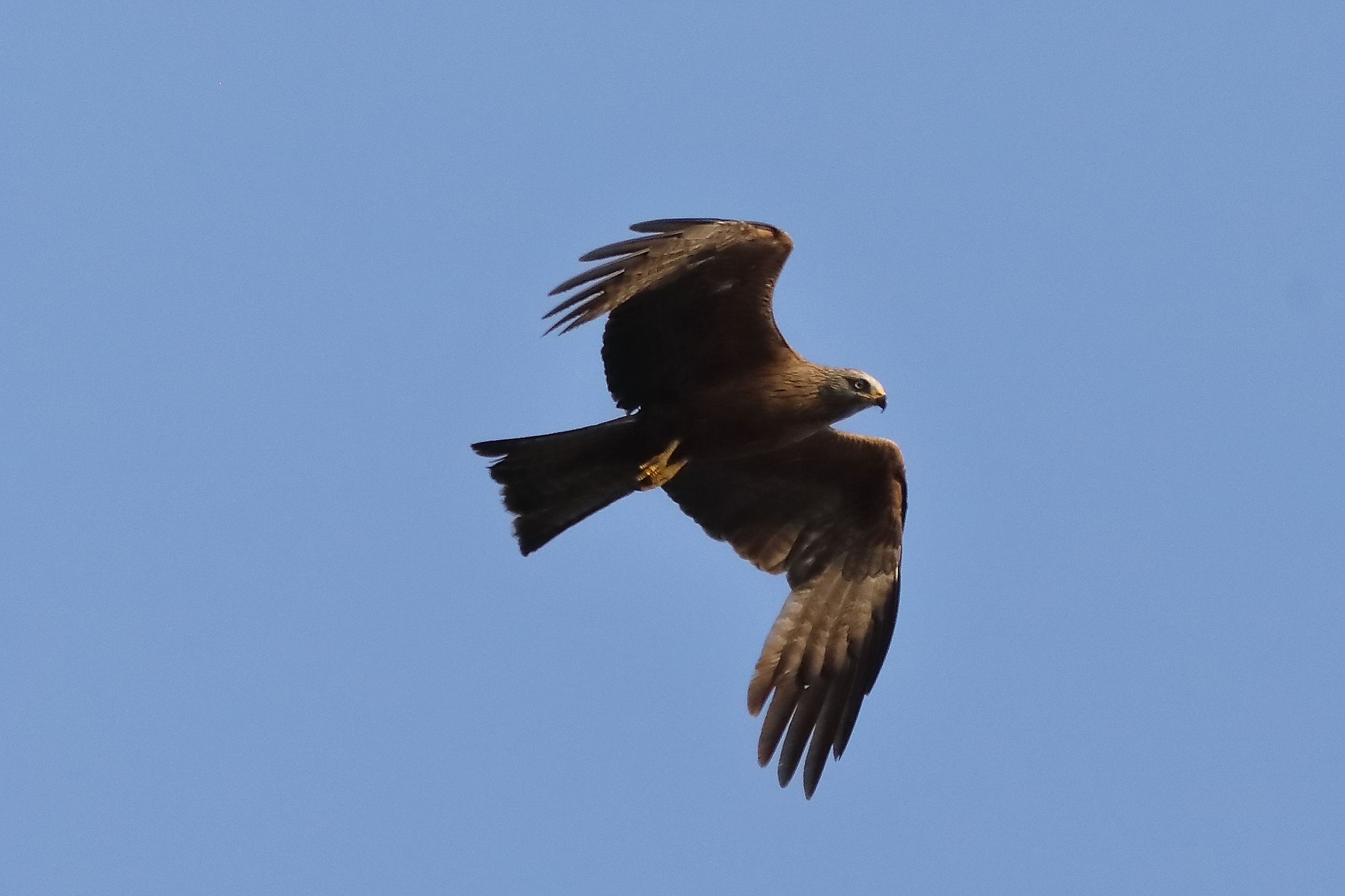 Black Kite 15-07-2023