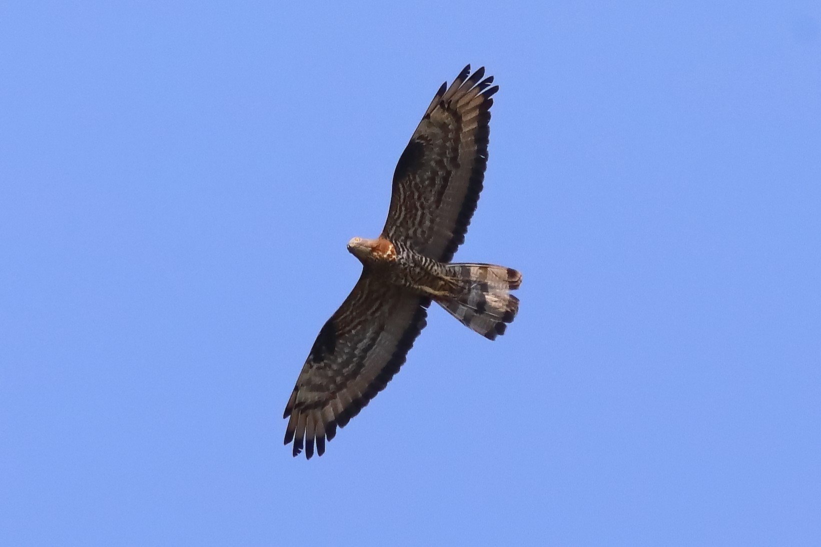 Honey buzzard 11-07-2023
