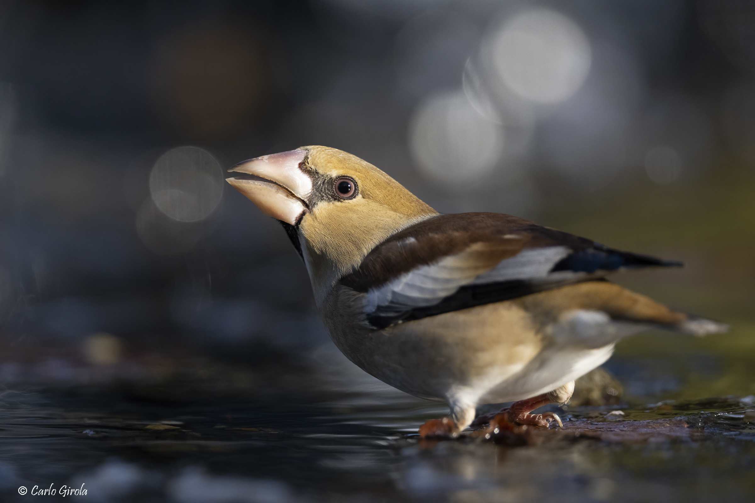 Frosone (Coccothraustes coccothraustes)