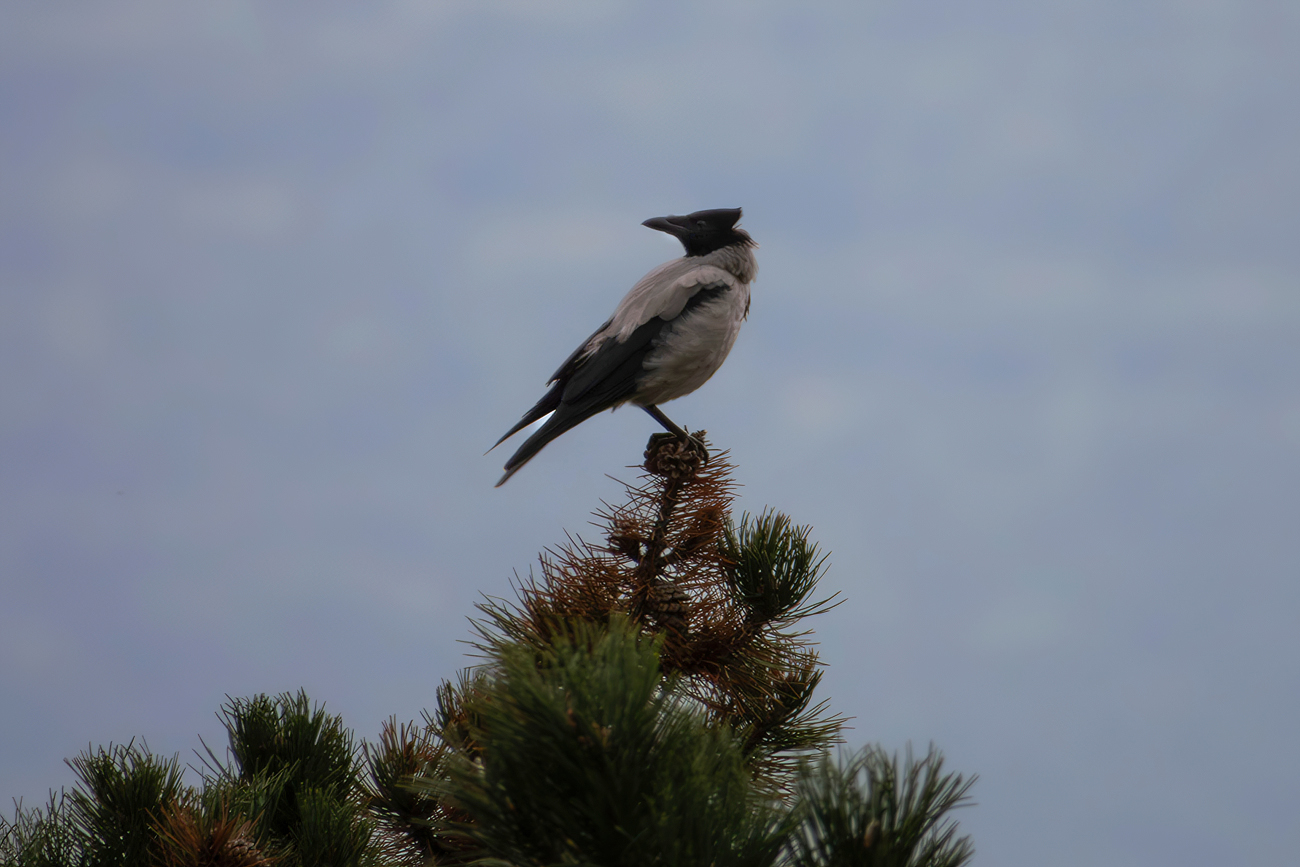 Hooded crow
