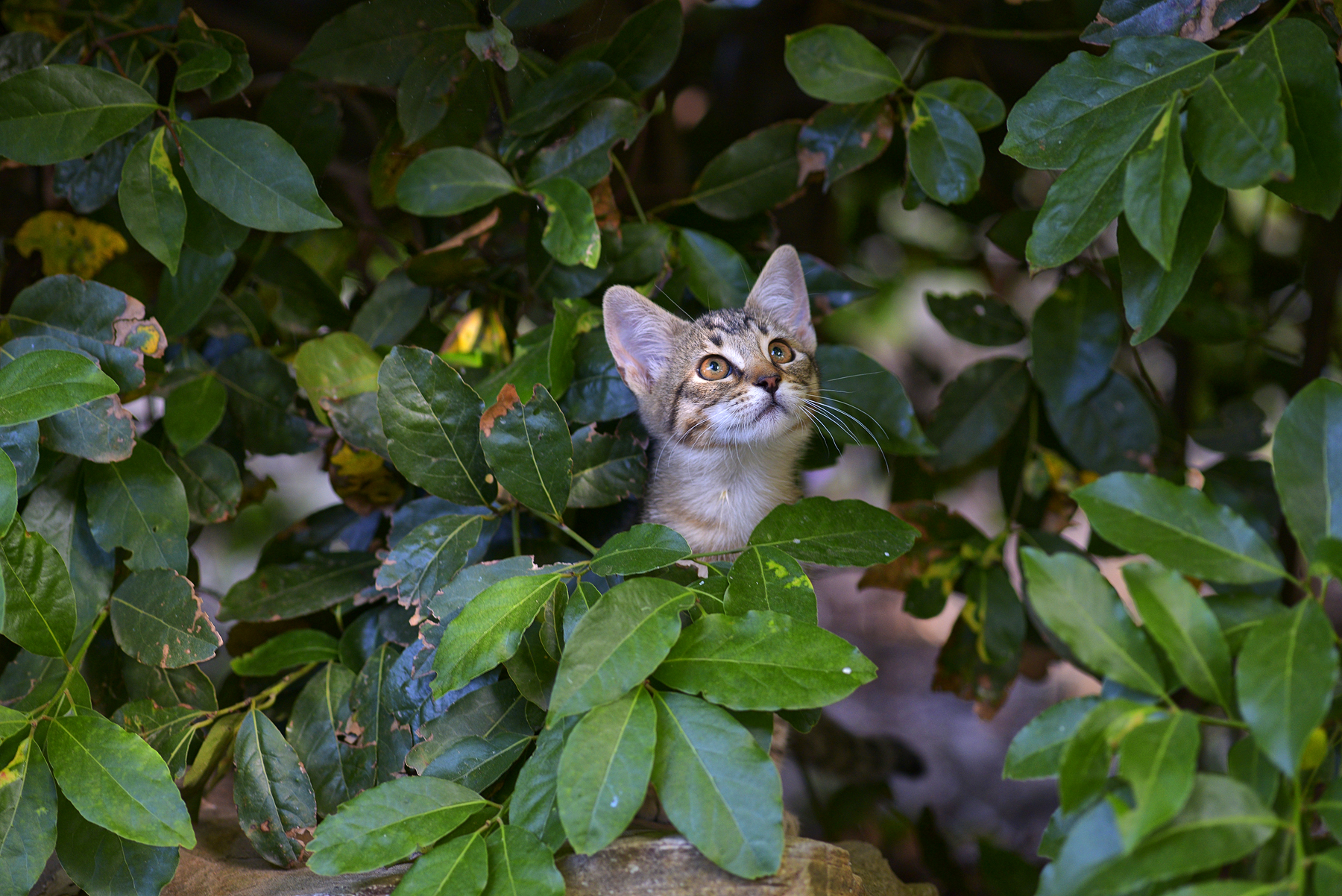 Apparizioni feline