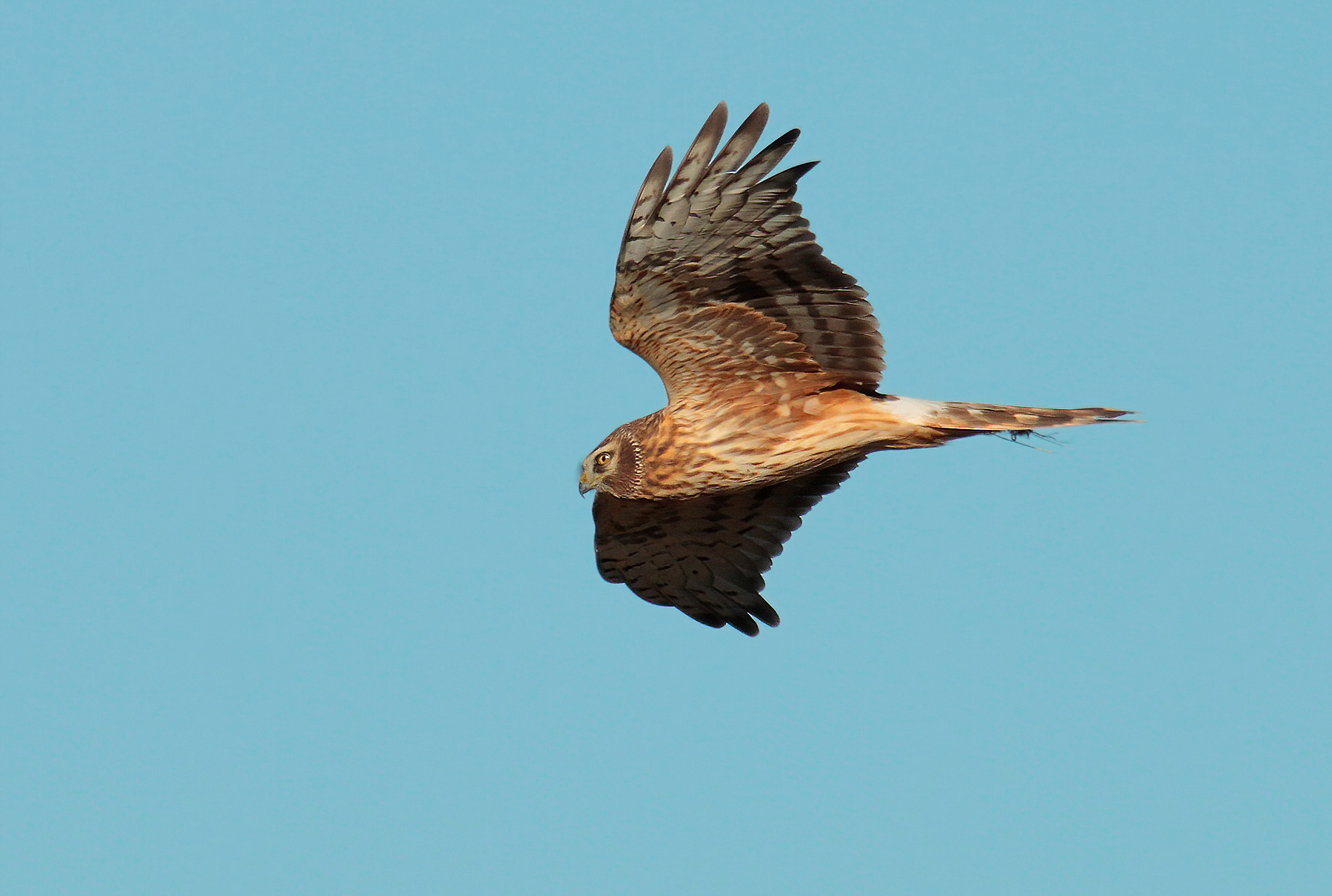 E finalmente la mia prima albanella reale (f)