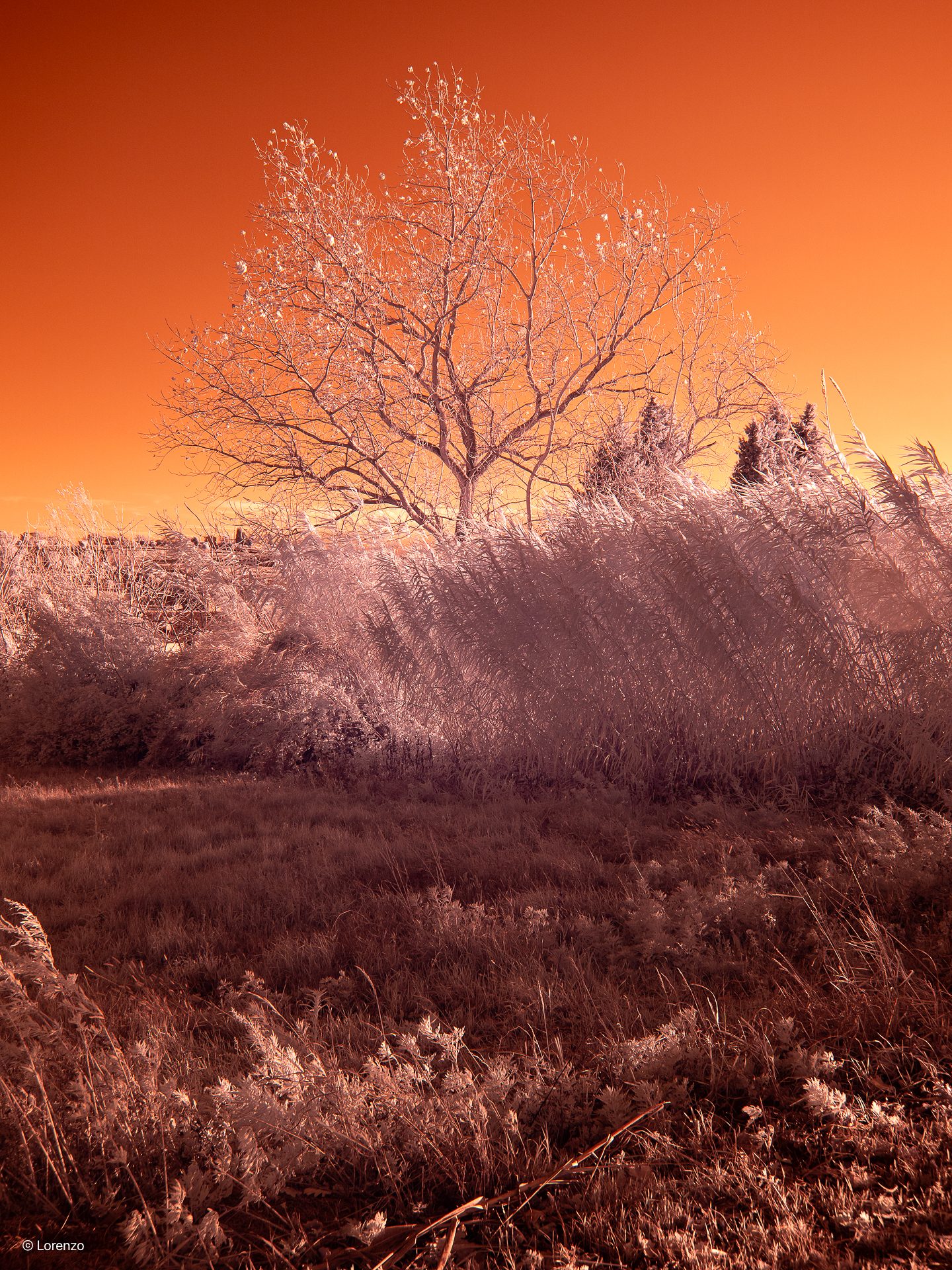 poplar reeds and wind