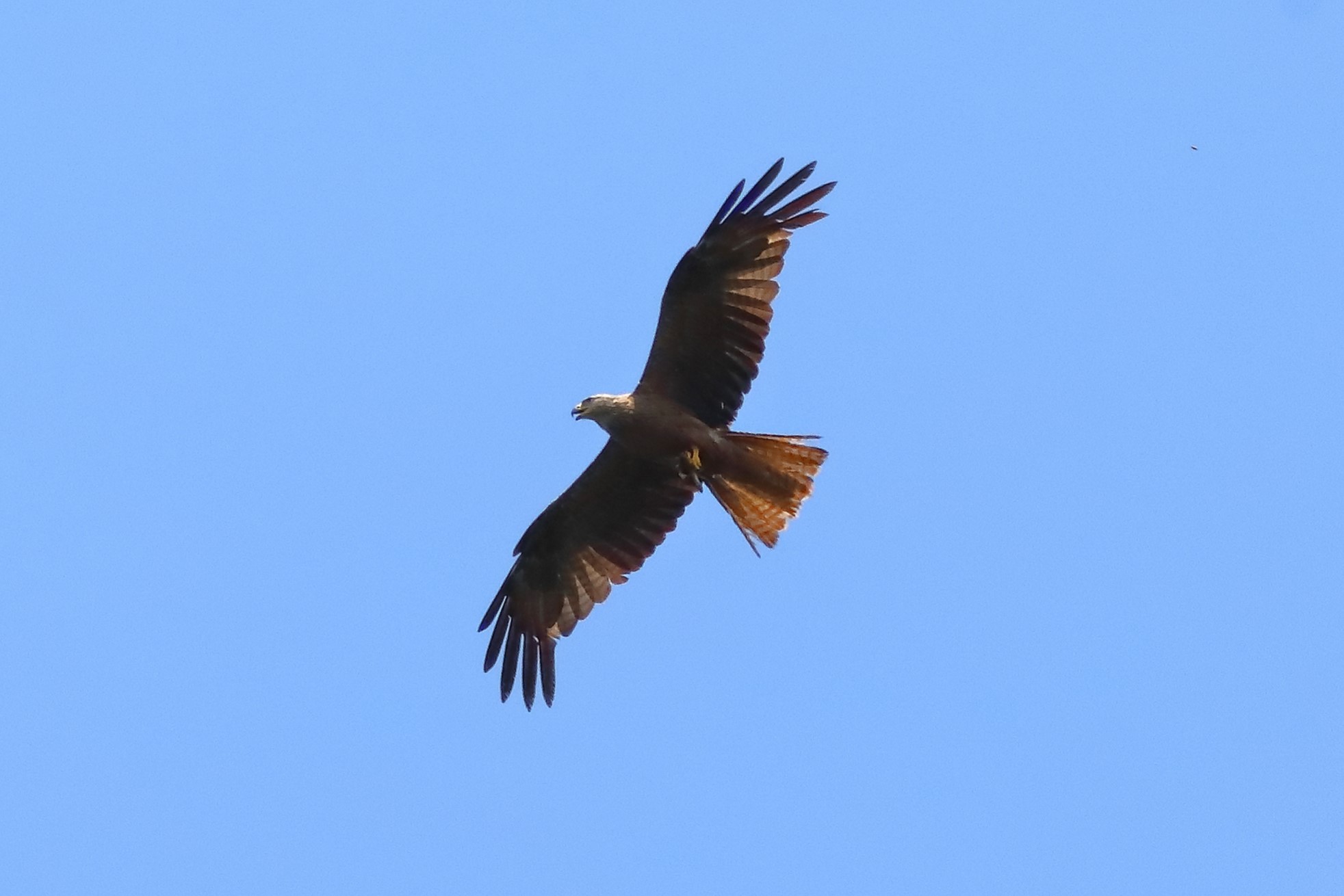 Black Kite 21-07-2023