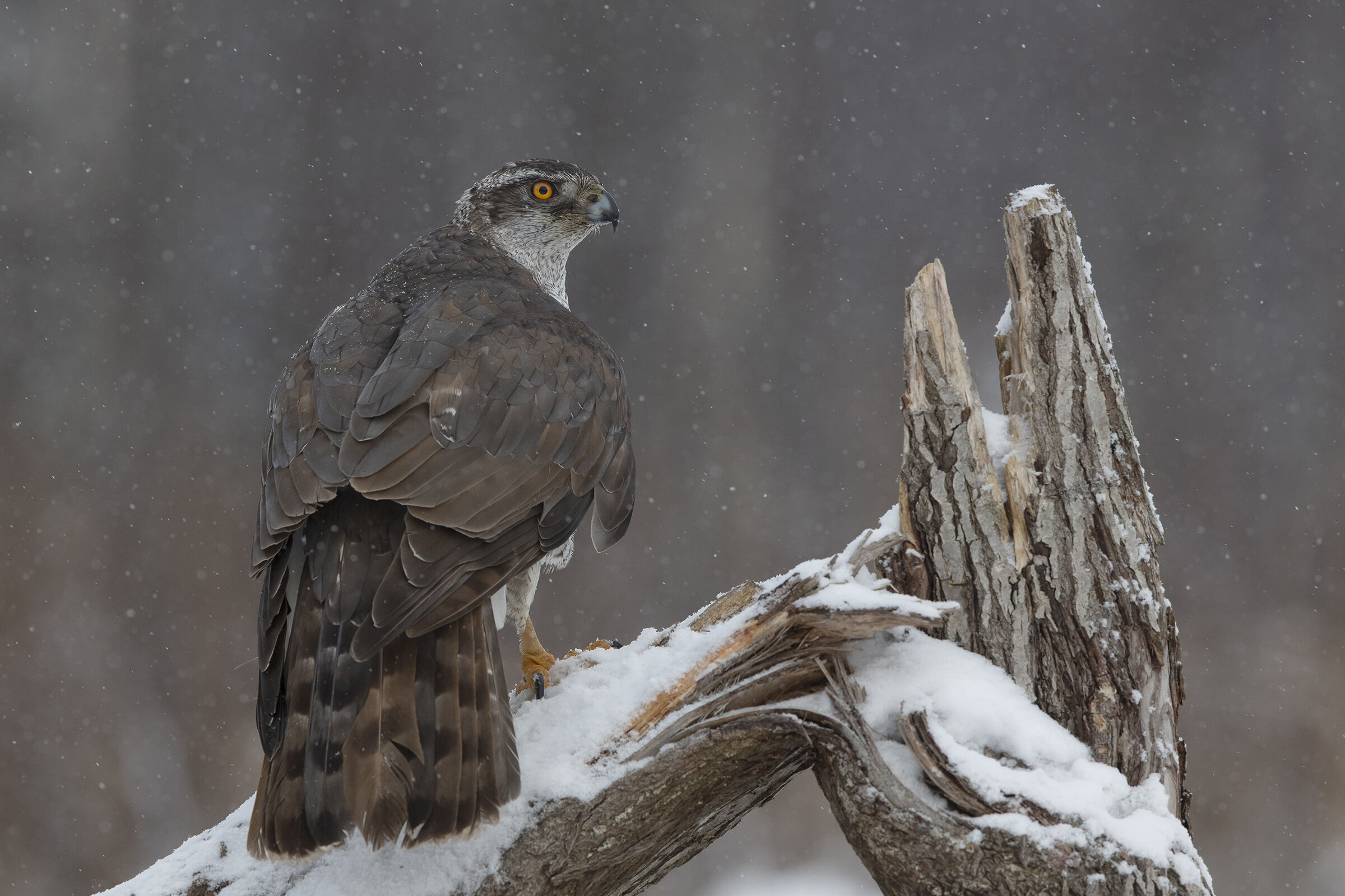 Astore settentrionale