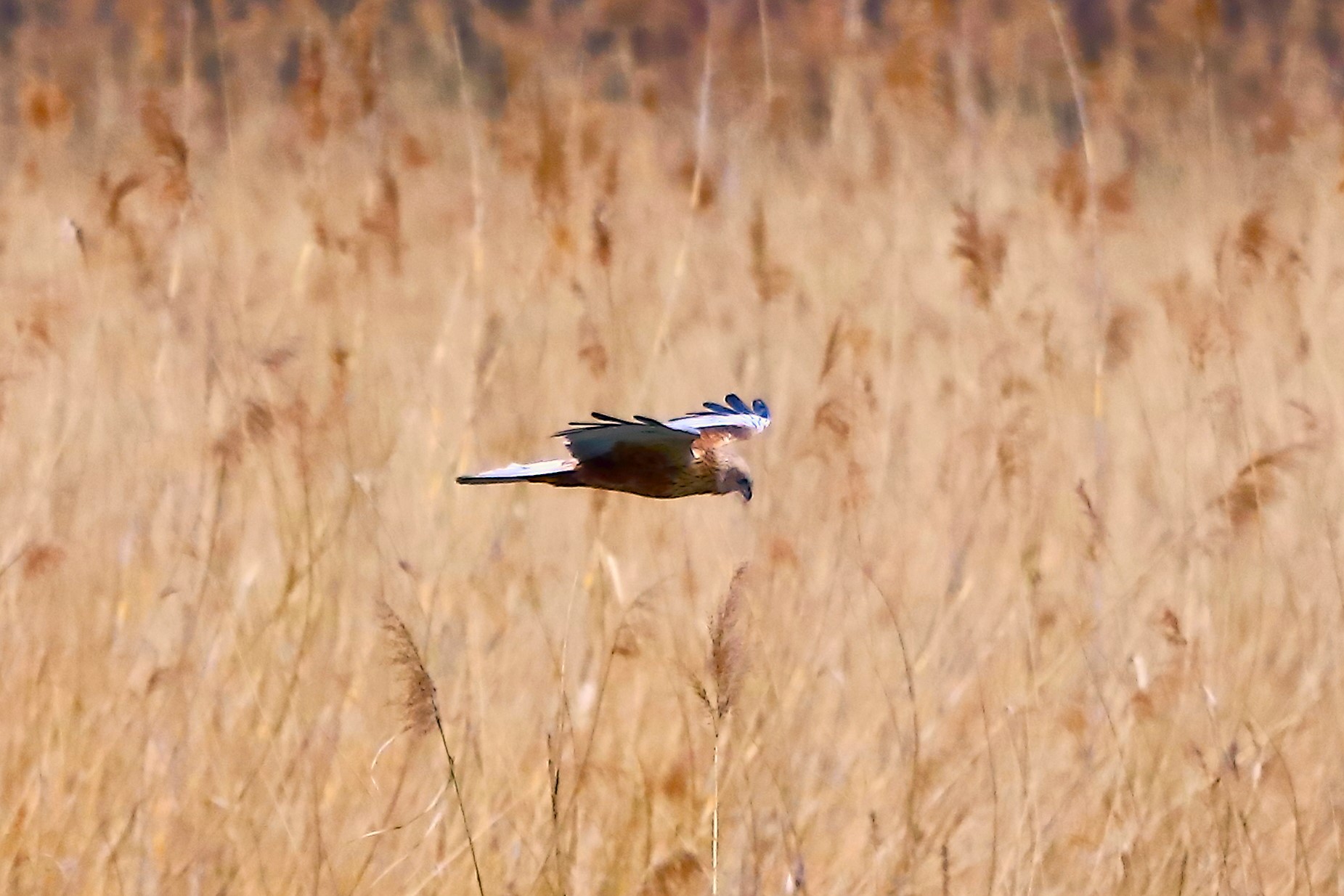 Marsh Harrier April 04, 2023