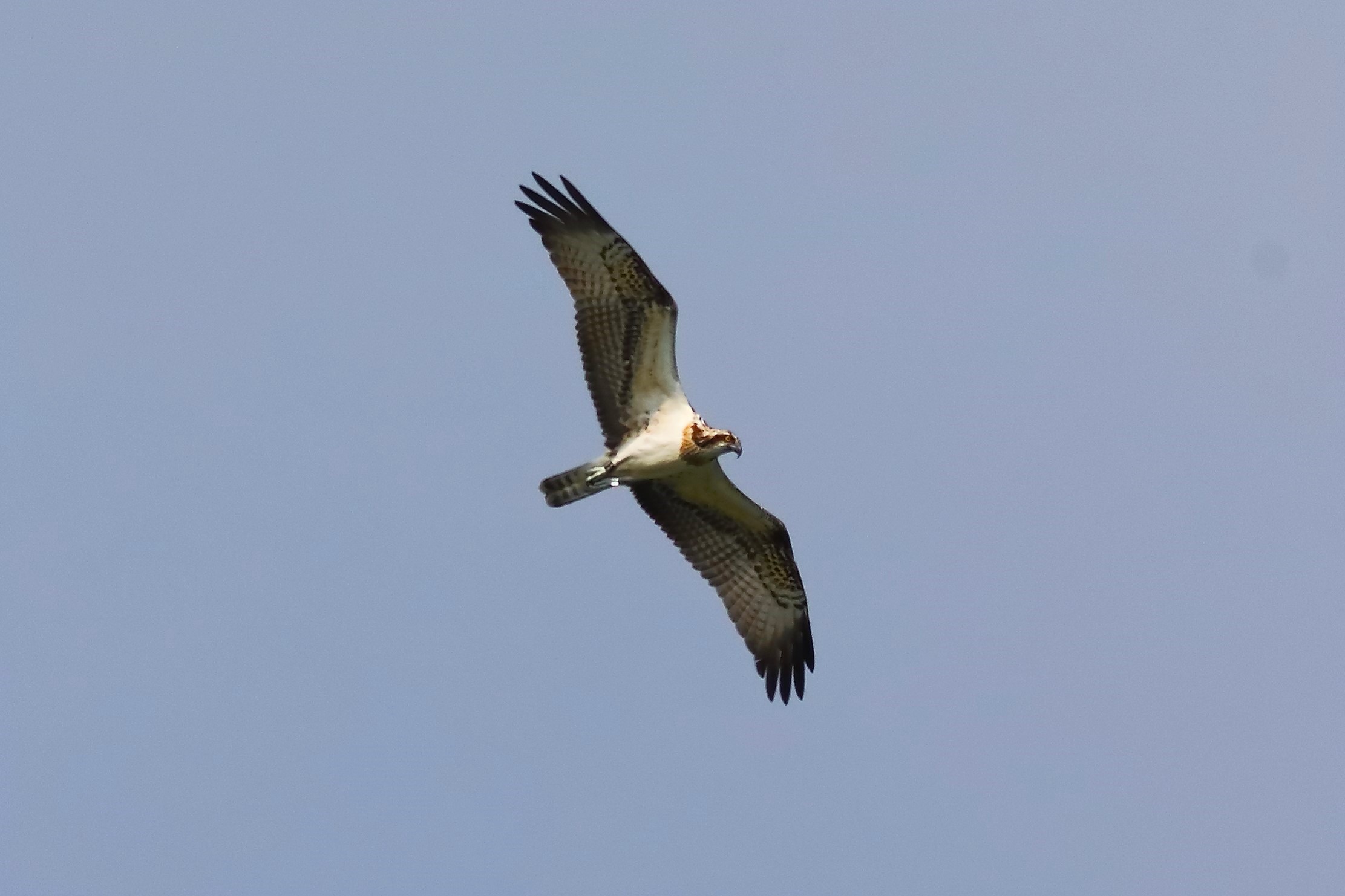 Osprey 04-09-2023